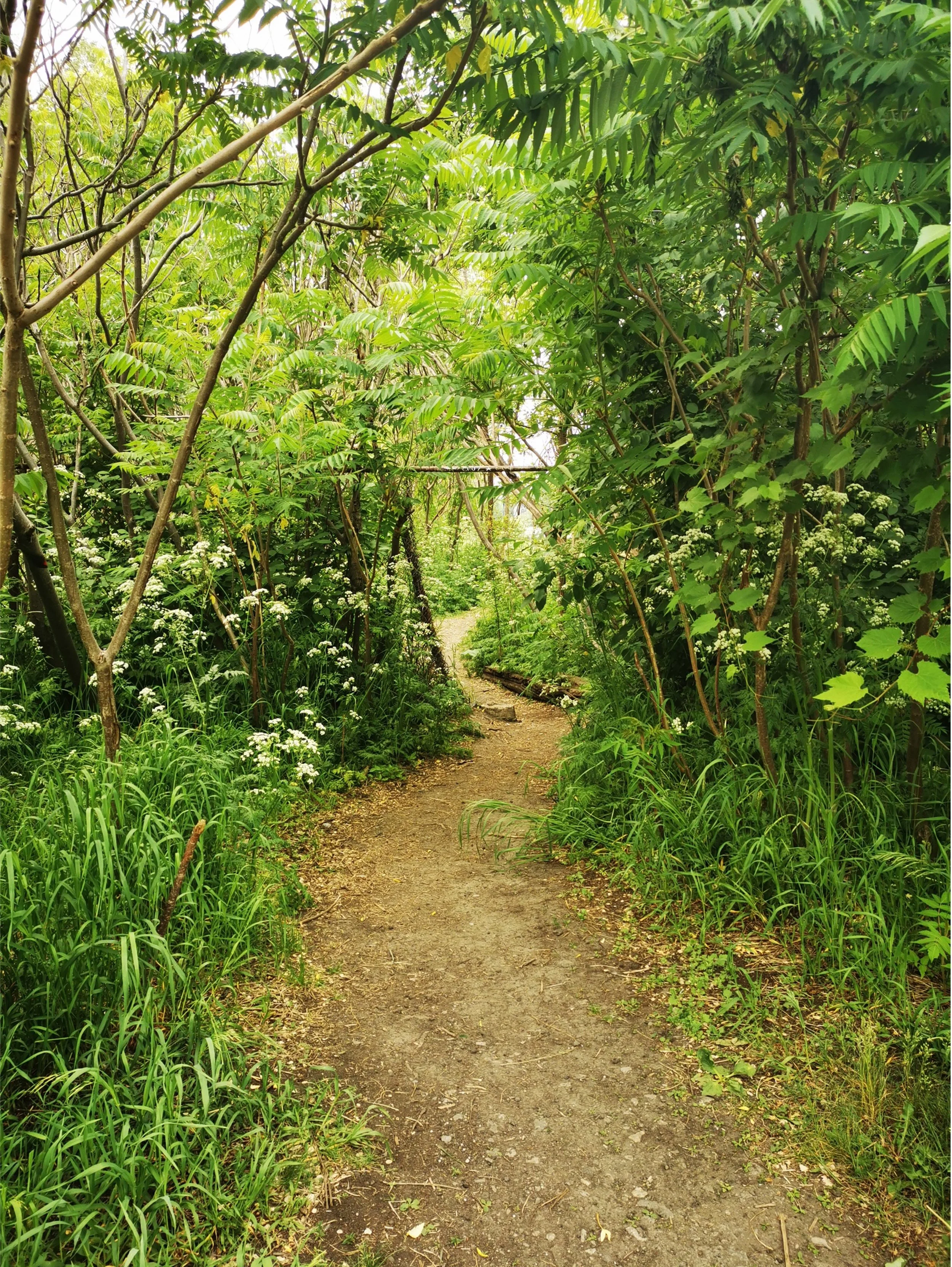 CHEMIN 4.jpg