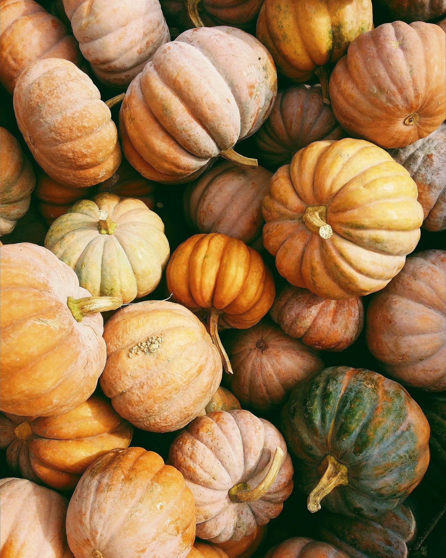 🎃 Citrouilles en f&ecirc;te, senteurs envo&ucirc;tantes 

Les citrouilles ne sont pas que d&eacute;coratives&hellip; elles inspirent des parfums chauds et r&eacute;confortants. 
Imaginez un m&eacute;lange de courge douce, sucre caram&eacute;lis&eacu
