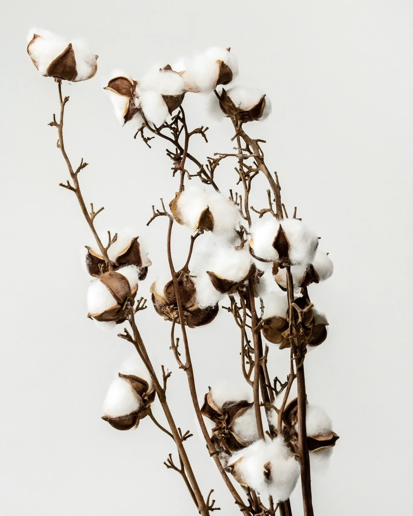 Quand le froid s&rsquo;installe, rien de tel qu&rsquo;une note olfactive douce et enveloppante pour r&eacute;chauffer les espaces. 
La fleur de coton apporte cette sensation rassurante et l&eacute;g&egrave;re, comme un cocon de chaleur et de s&eacute