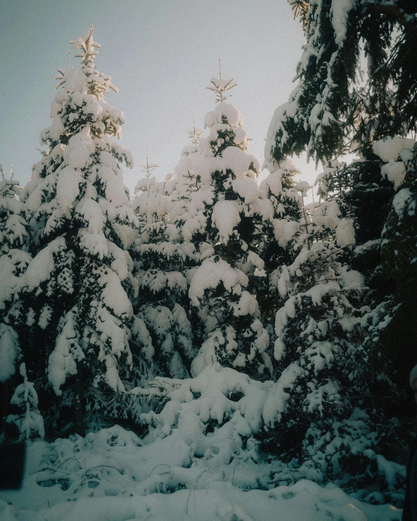 Plongez dans la magie de No&euml;l avec notre parfum exclusif Snowy Christmas Tree, qui transforme chaque espace en un v&eacute;ritable cocon hivernal. ❄️ 

Pyramide olfactive : 

Notes de t&ecirc;te : Pomme verte, Framboise, Eucalyptus 🍏🍓🌿 
Notes