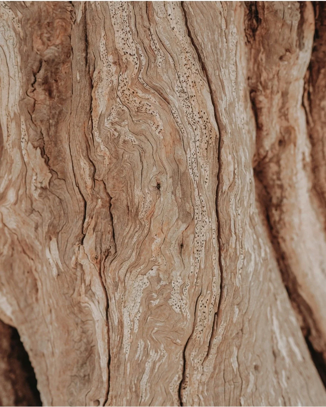 Un h&ocirc;tel en bois au c&oelig;ur d&rsquo;une for&ecirc;t, un spa aux murs de c&egrave;dre, une boutique aux meubles en ch&ecirc;ne&hellip; Le bois fa&ccedil;onne l&rsquo;ambiance d&rsquo;un lieu bien au-del&agrave; de son apparence. Il absorbe le