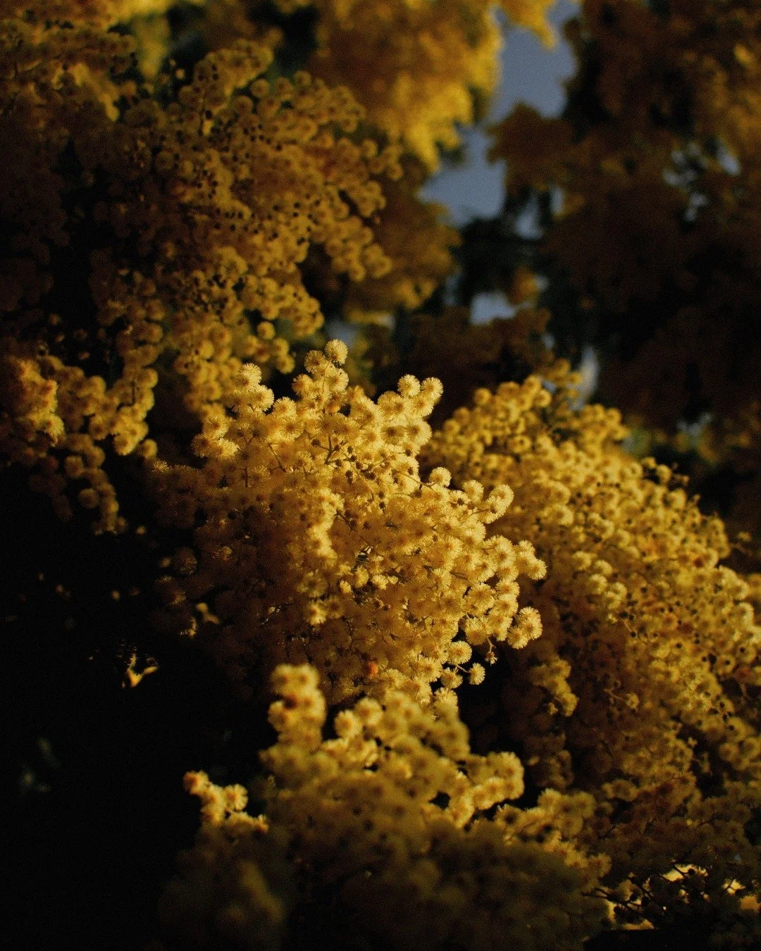 La fleur qui illumine l&rsquo;hiver ❄️🌼 

Sous le froid de la saison, le mimosa &eacute;claire les journ&eacute;es avec ses petites fleurs jaunes et son parfum si particulier, &agrave; la fois doux, frais et envo&ucirc;tant. ✨ 

Notre parfum &ldquo;