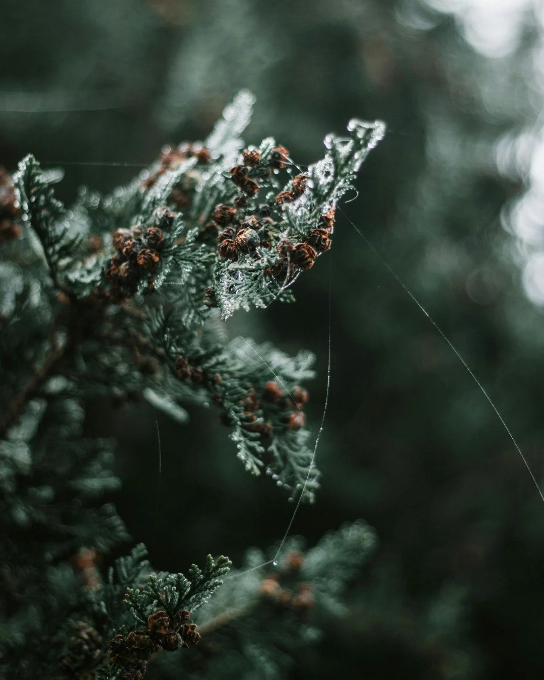 La famille olfactive aromatique 🌿 

Fra&icirc;che, vivifiante et naturellement &eacute;l&eacute;gante, la famille aromatique s&rsquo;inspire des plantes et herbes de caract&egrave;re, mais aussi des notes r&eacute;sineuses embl&eacute;matiques de la