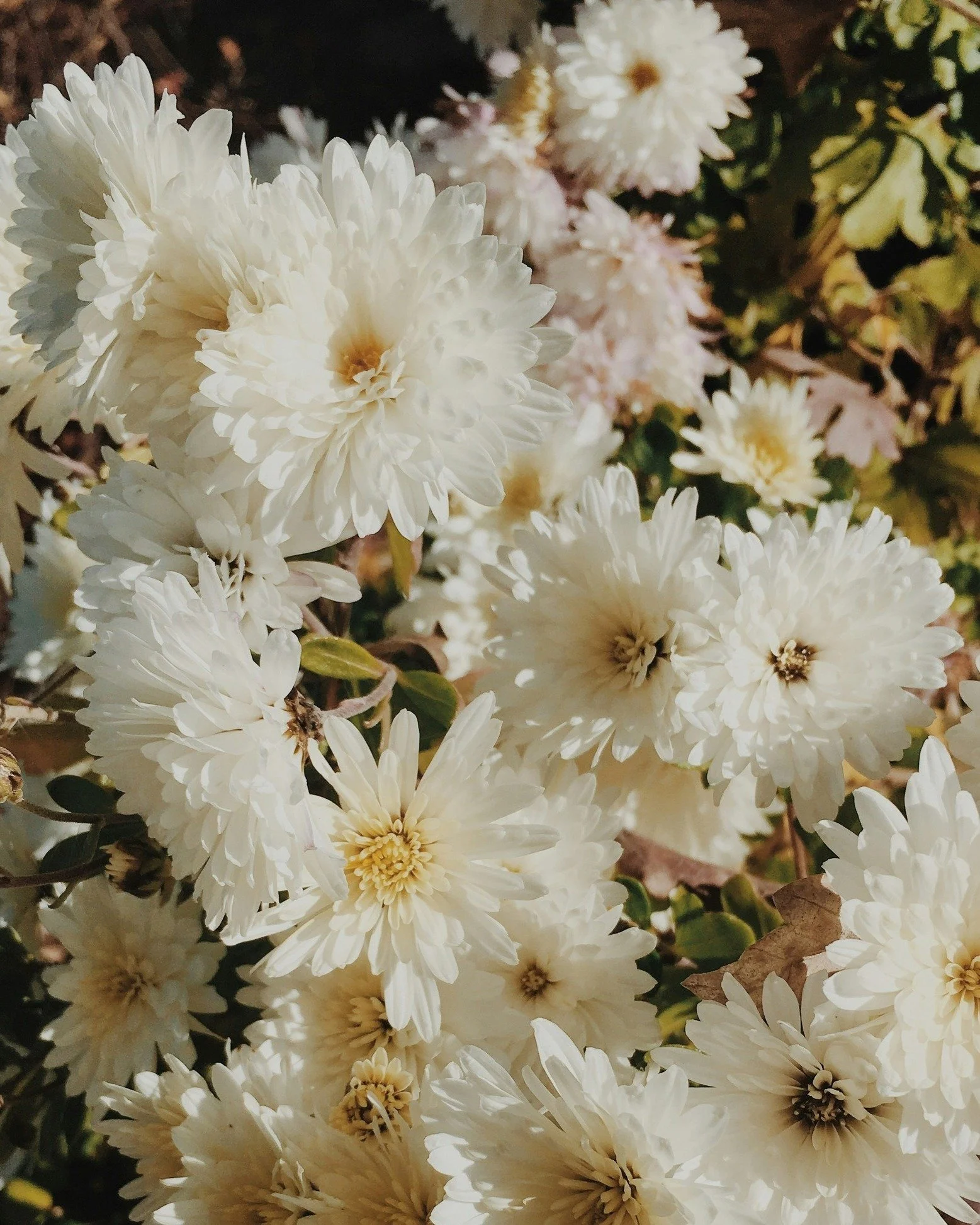 🌸 Les fleurs : l&rsquo;&acirc;me de la parfumerie 

Des champs de jasmin aux jardins de roses, les fleurs sont depuis toujours au c&oelig;ur de la cr&eacute;ation olfactive. Elles apportent douceur, &eacute;l&eacute;gance et &eacute;motion &agrave; 