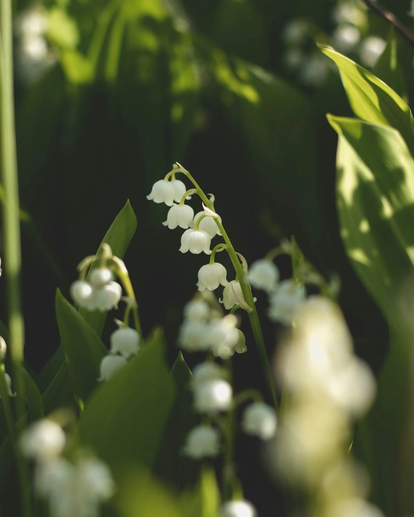 Le 1er mai approche&hellip; et avec lui, le doux parfum du muguet 🌿✨ 

Symbole de bonheur et de renouveau, cette fragrance d&eacute;licate &eacute;voque la fra&icirc;cheur du printemps et les petits instants qui font du bien. 

Et si vous faisiez en