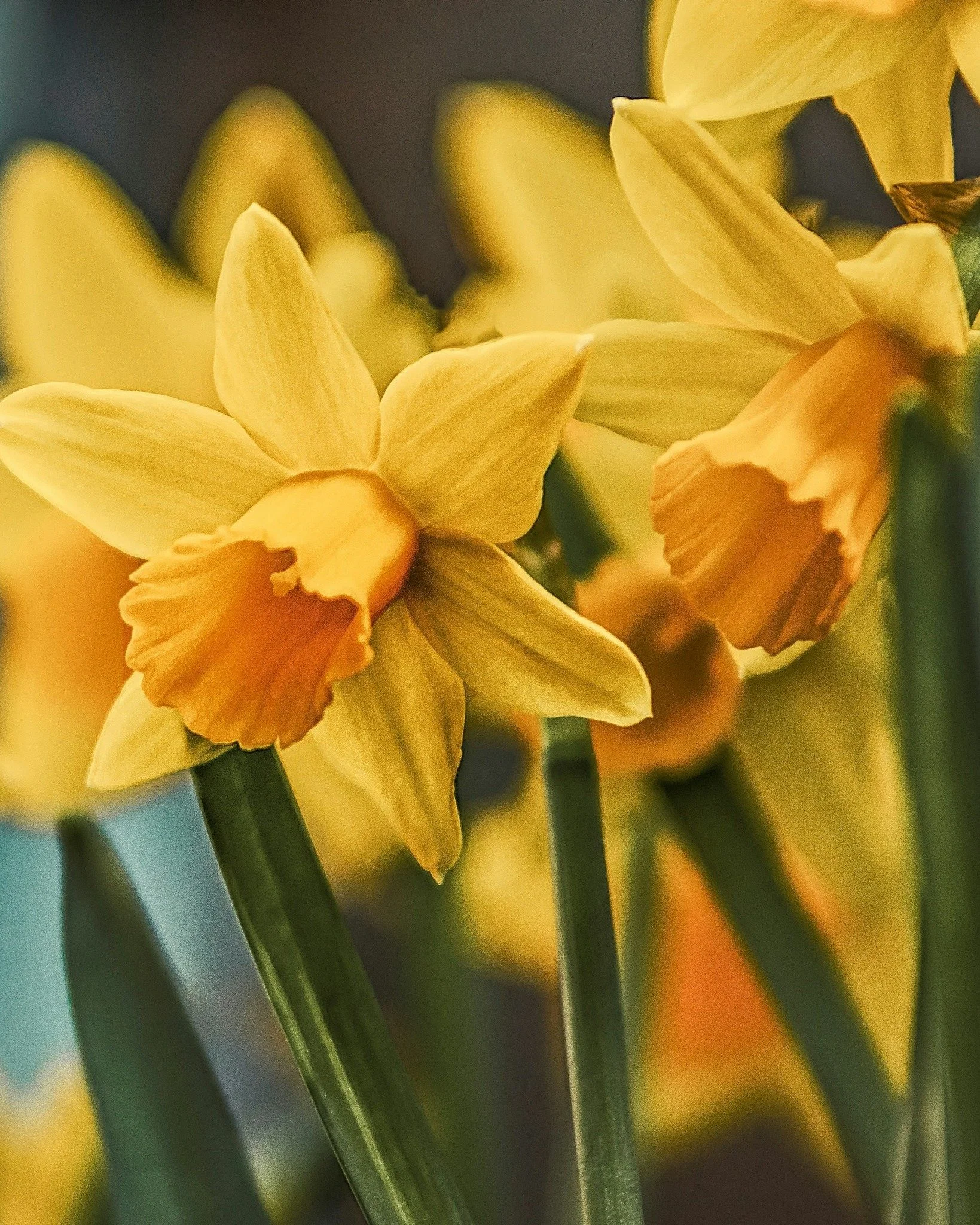 D&eacute;licate, lumineuse, incontournable&hellip; la jonquille annonce le retour des beaux jours 🌼✨ 

Avec ses notes florales fra&icirc;ches et l&eacute;g&egrave;rement vertes, elle &eacute;voque le renouveau, la nature qui s&rsquo;&eacute;veille e