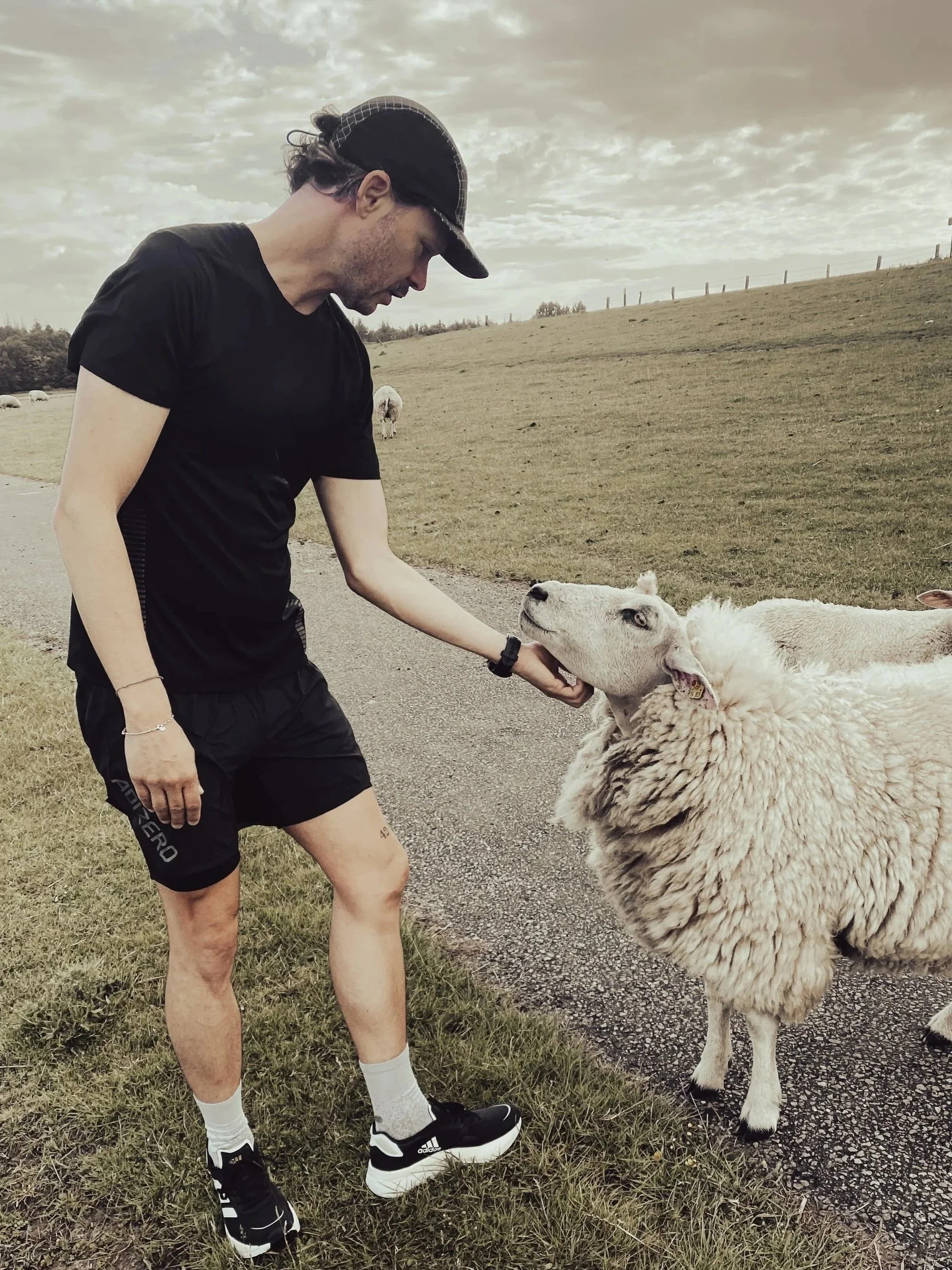 laufen-natur-schaf-deich