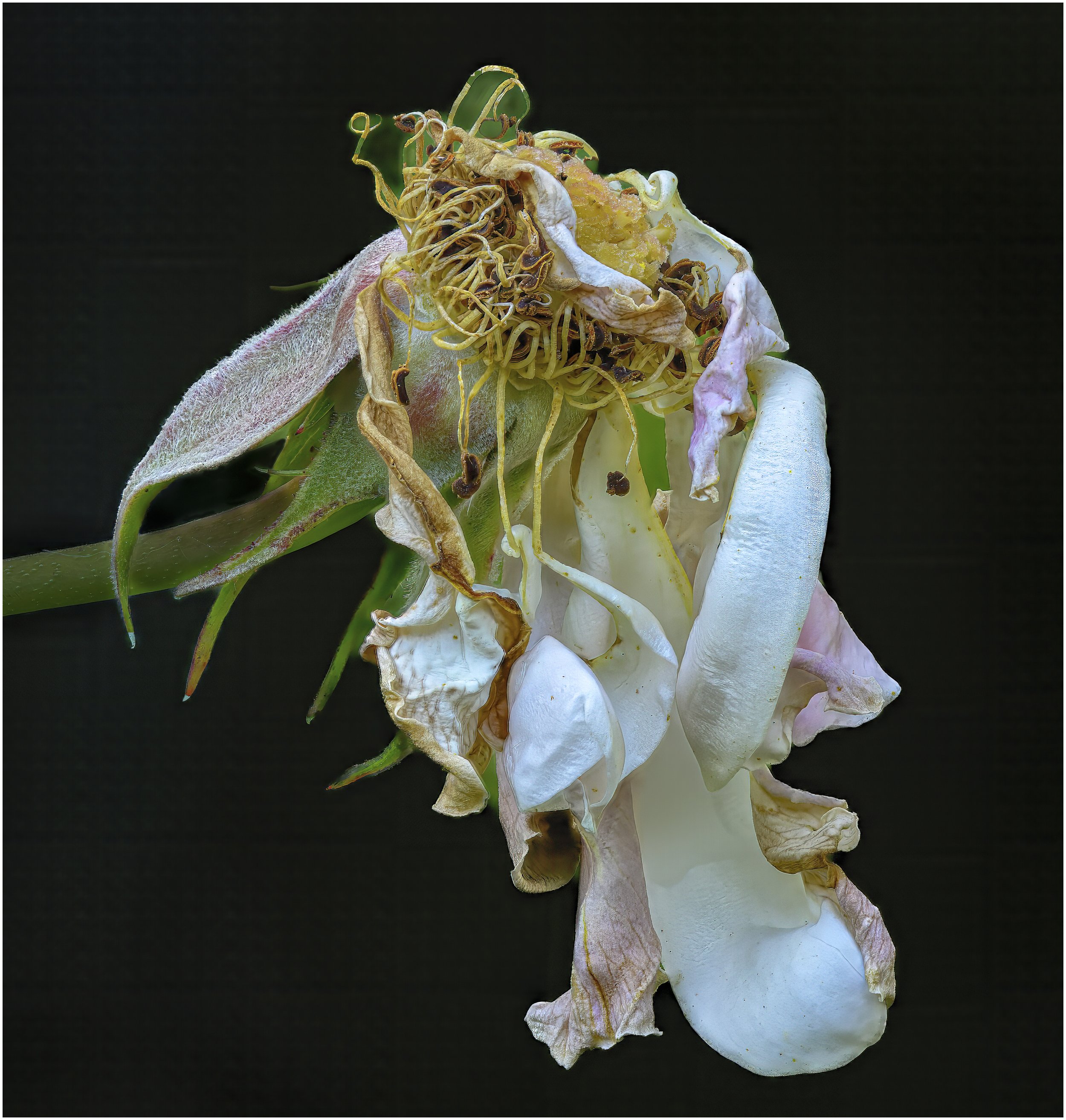 rose hip final.jpg
