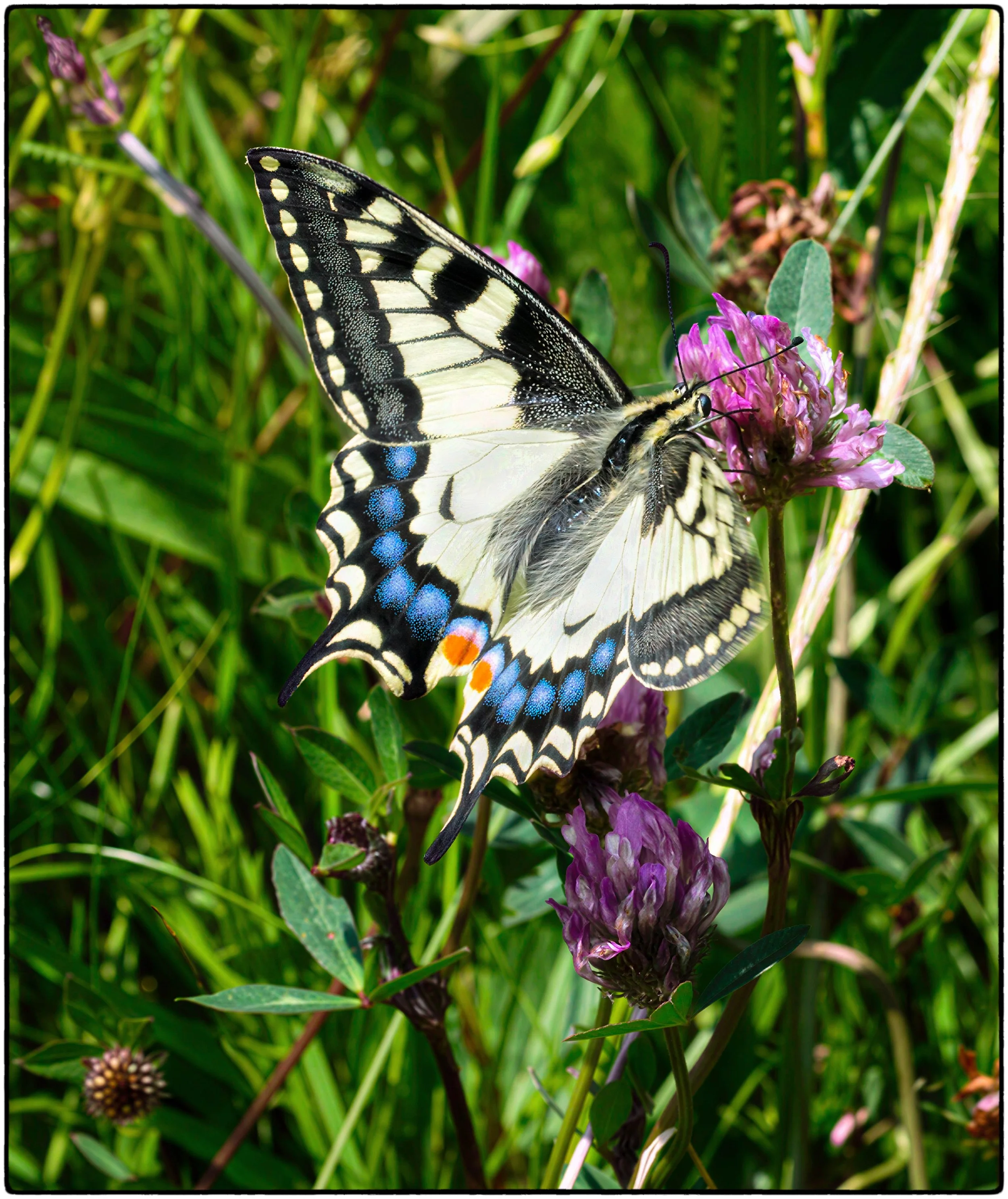 Swallowtail .jpg