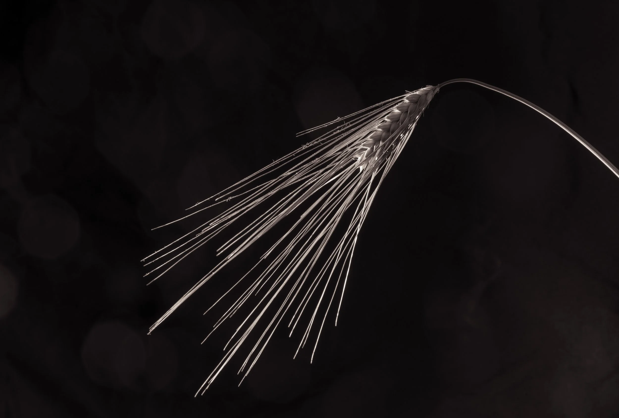 barley1.jpg