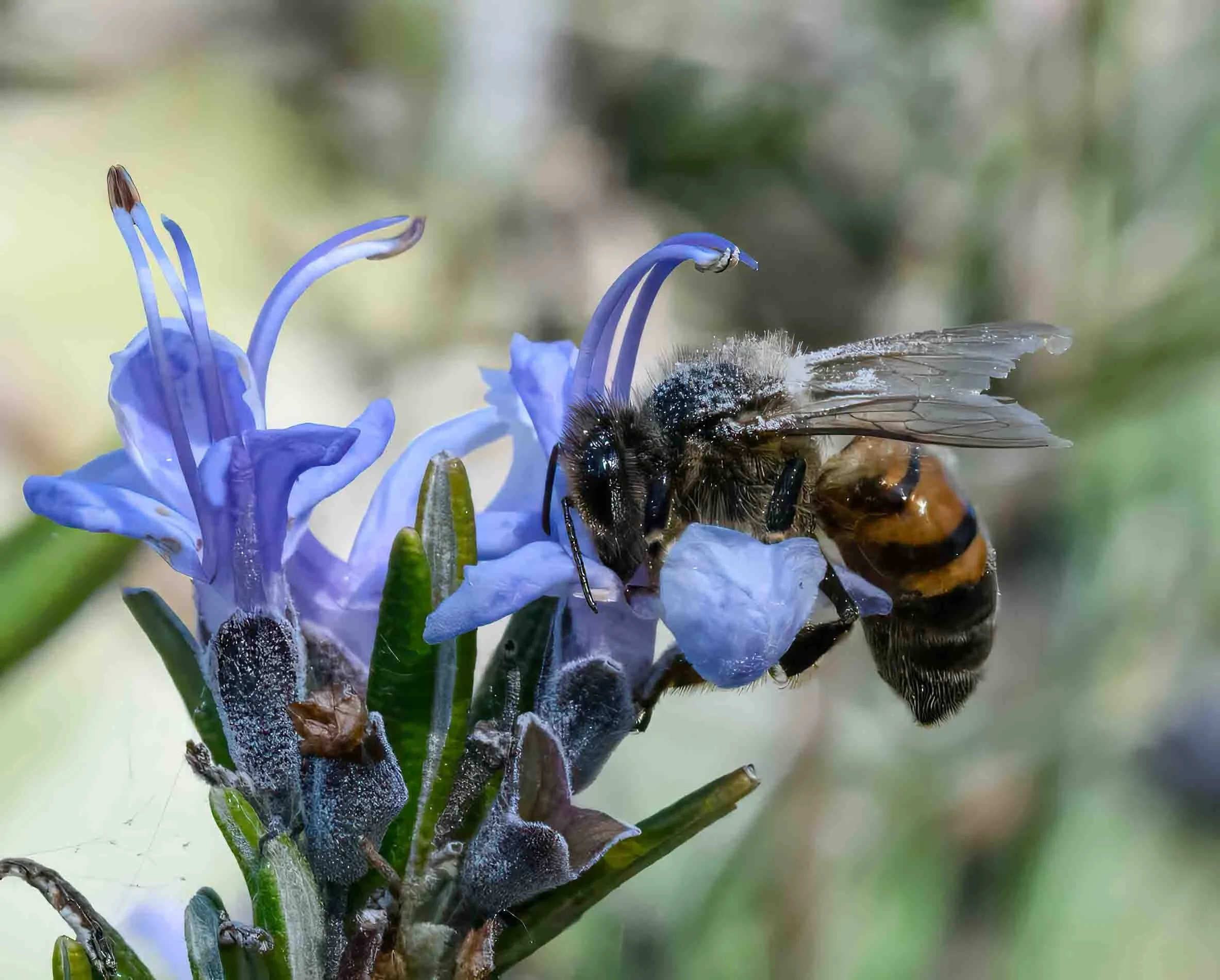 Honey bee showing wing wear