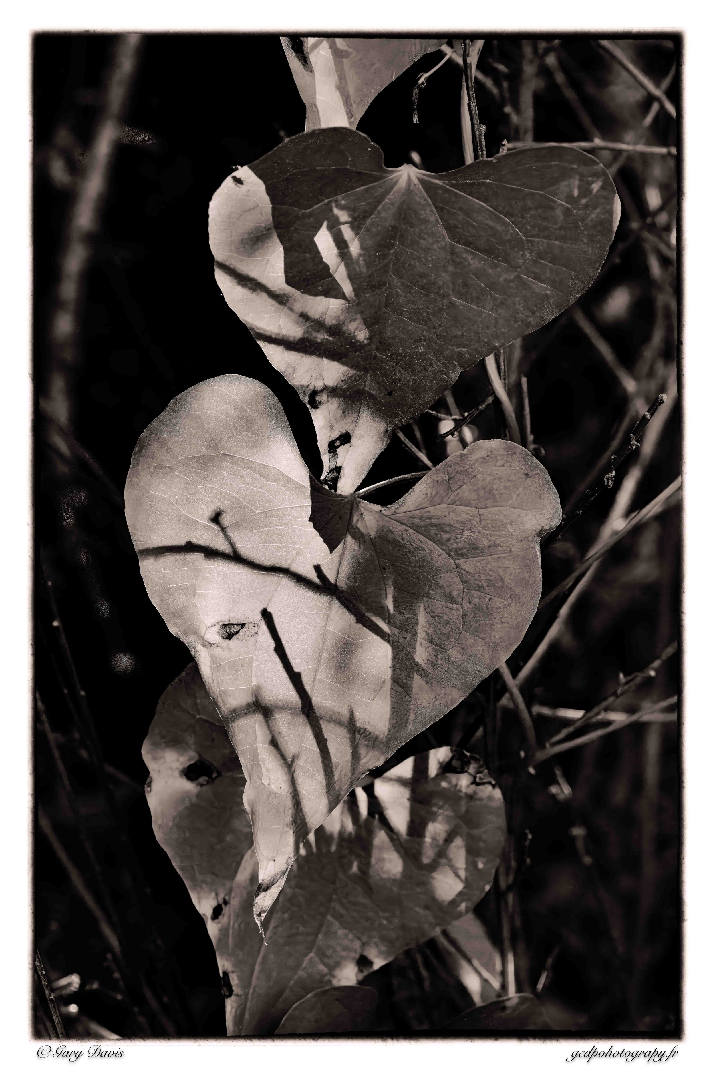 Leaves and Shadows wm.jpg