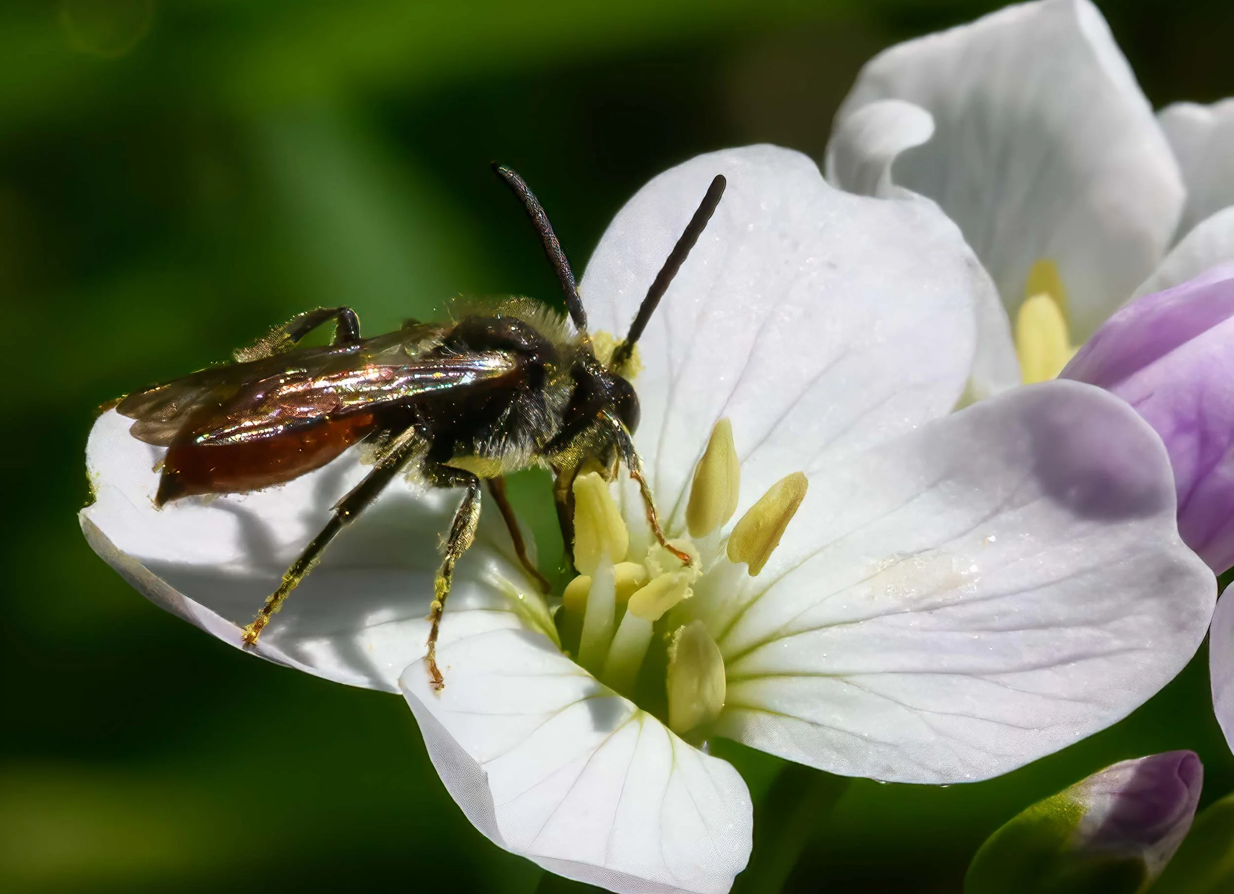 Solitary bee Sphecodes sp