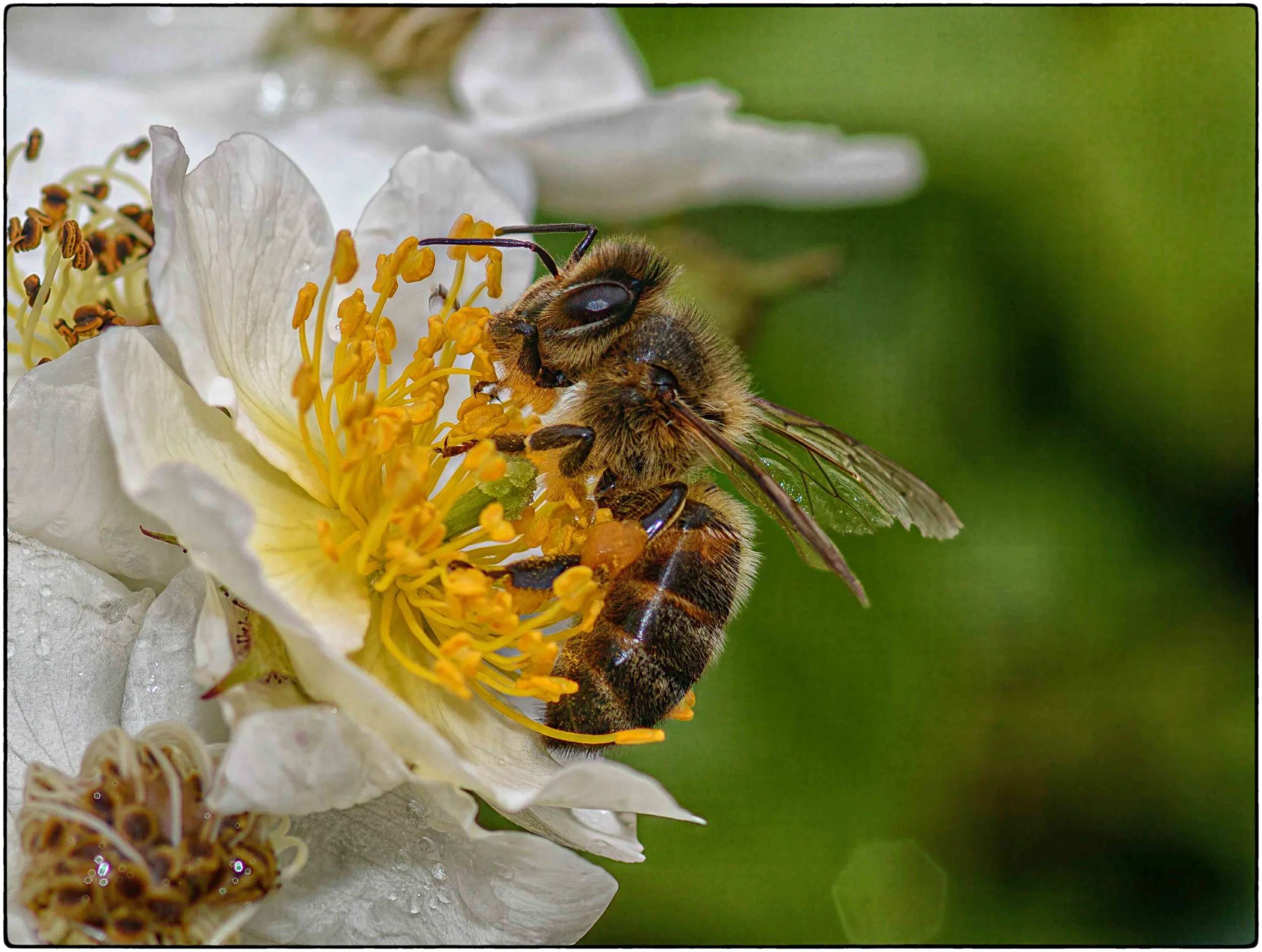 Western Honey Bee