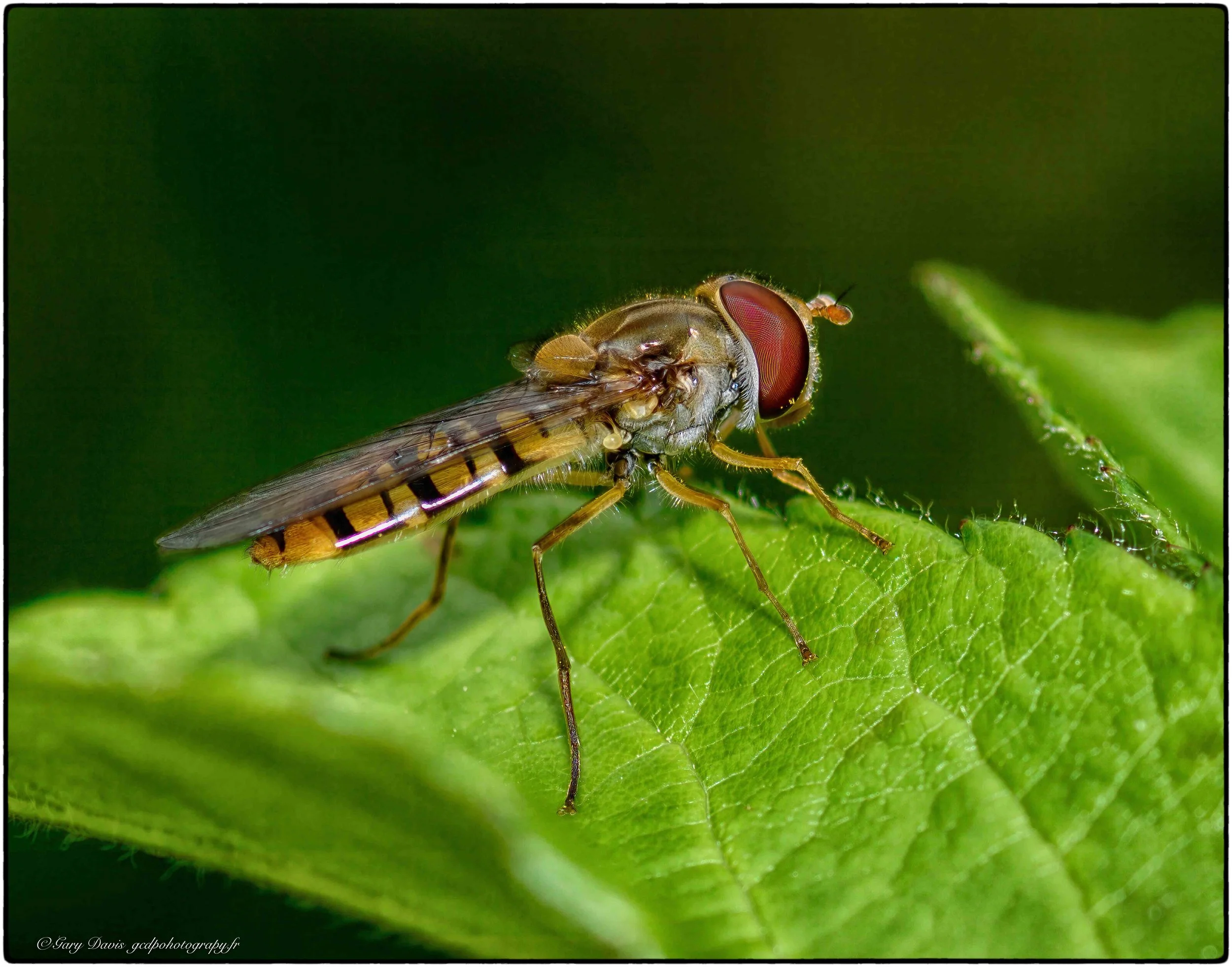 Don’t chase Hoverflies