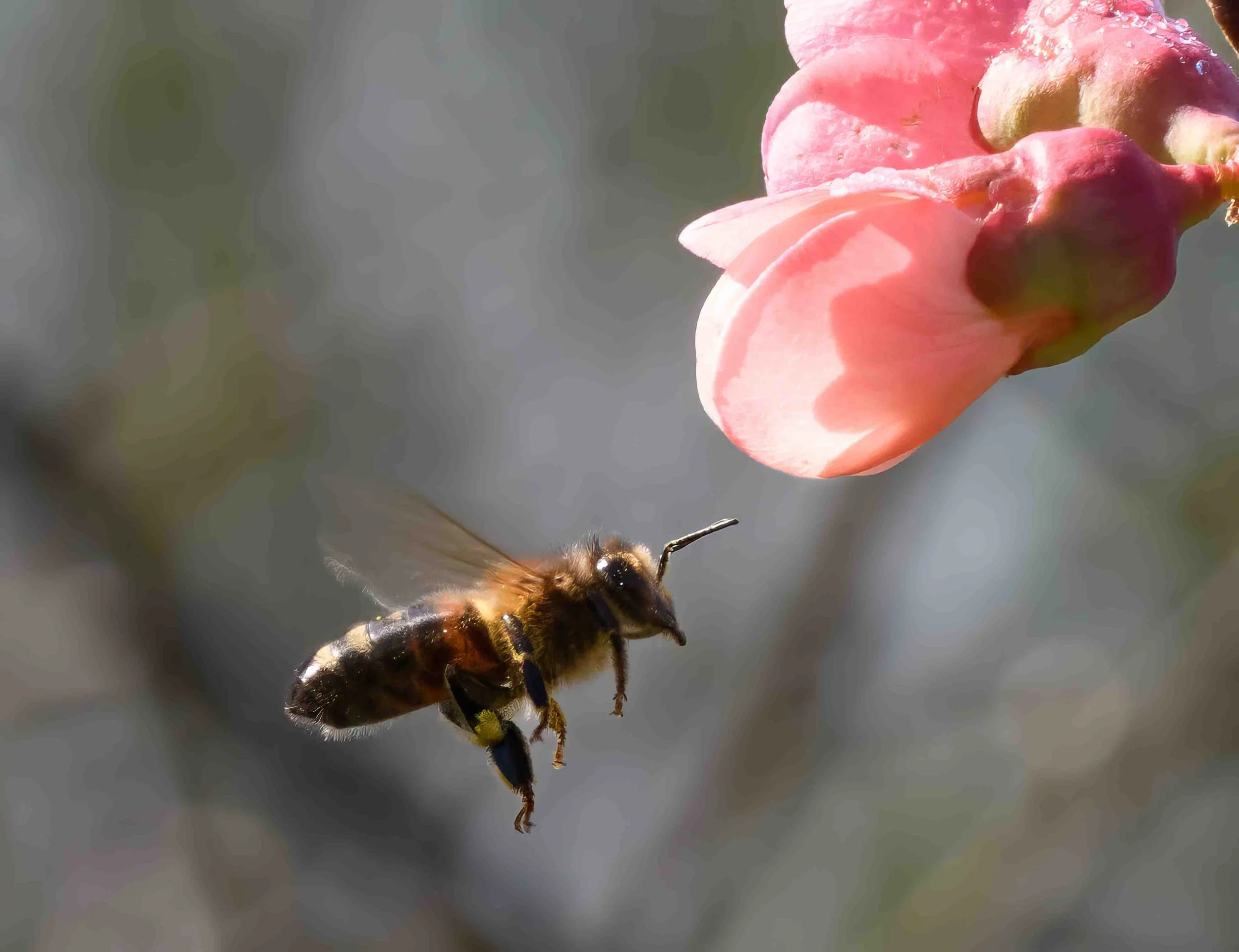Honey bee