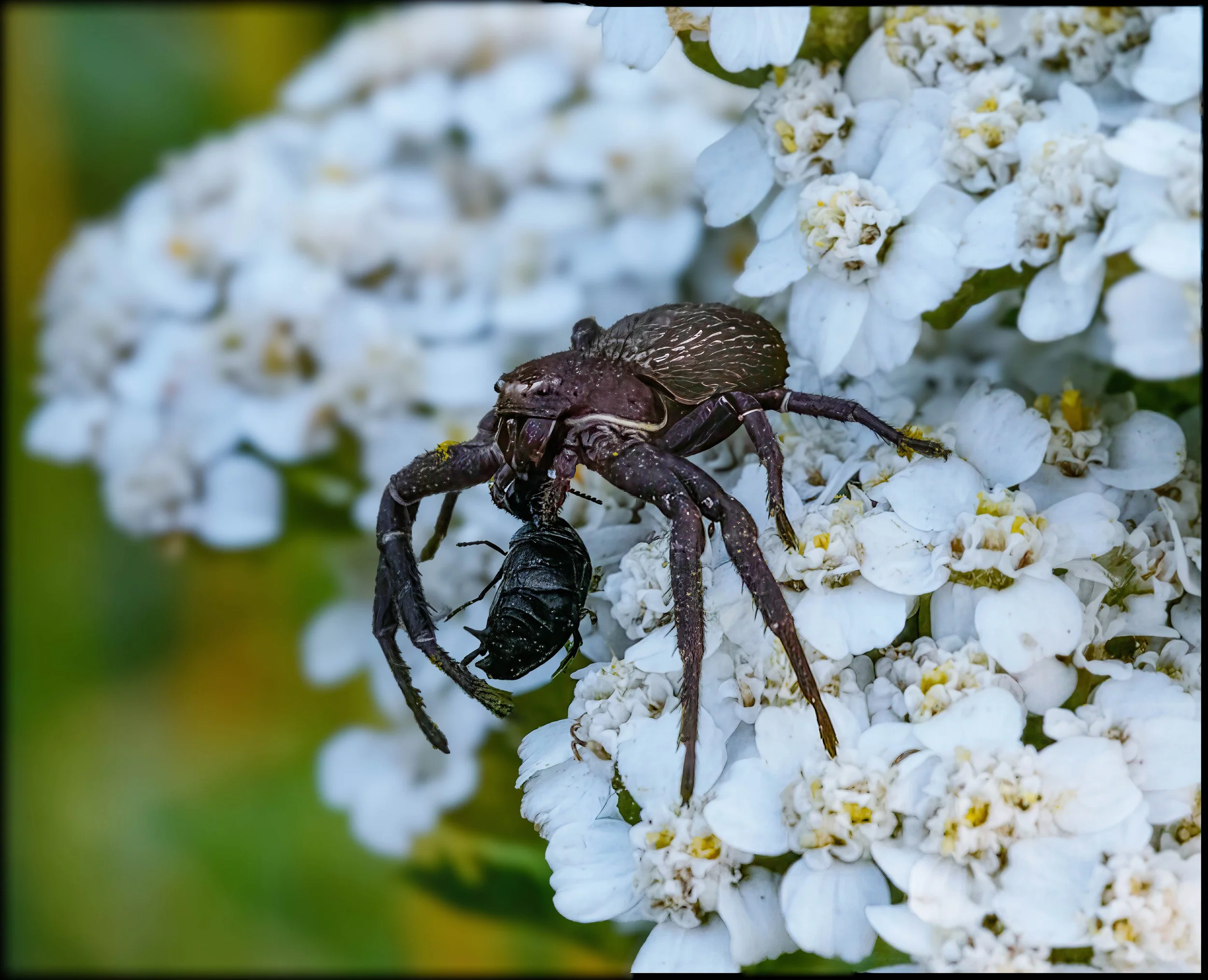 Spiders eating .jpg