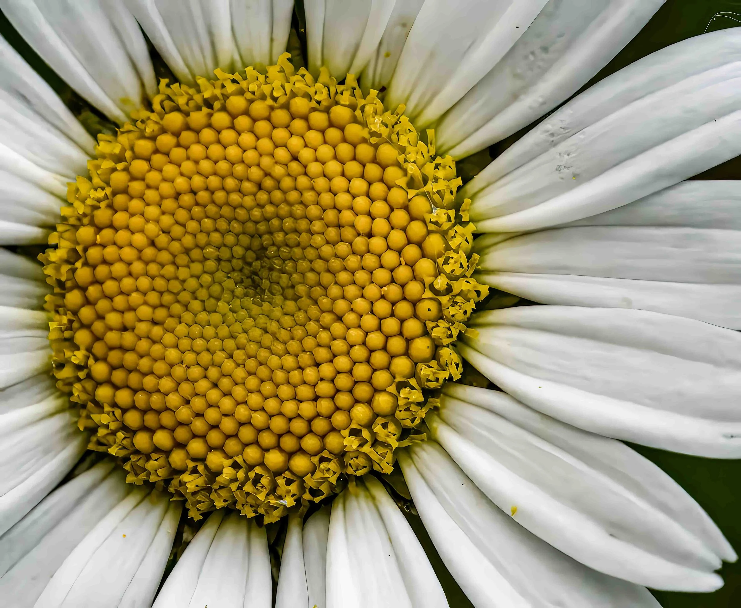 Daisy close up.jpg