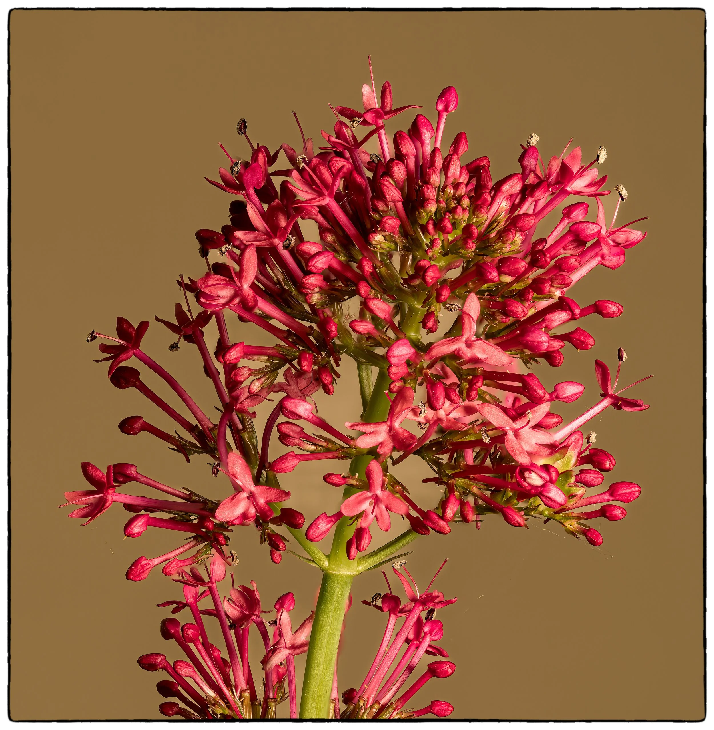flower 2.jpg