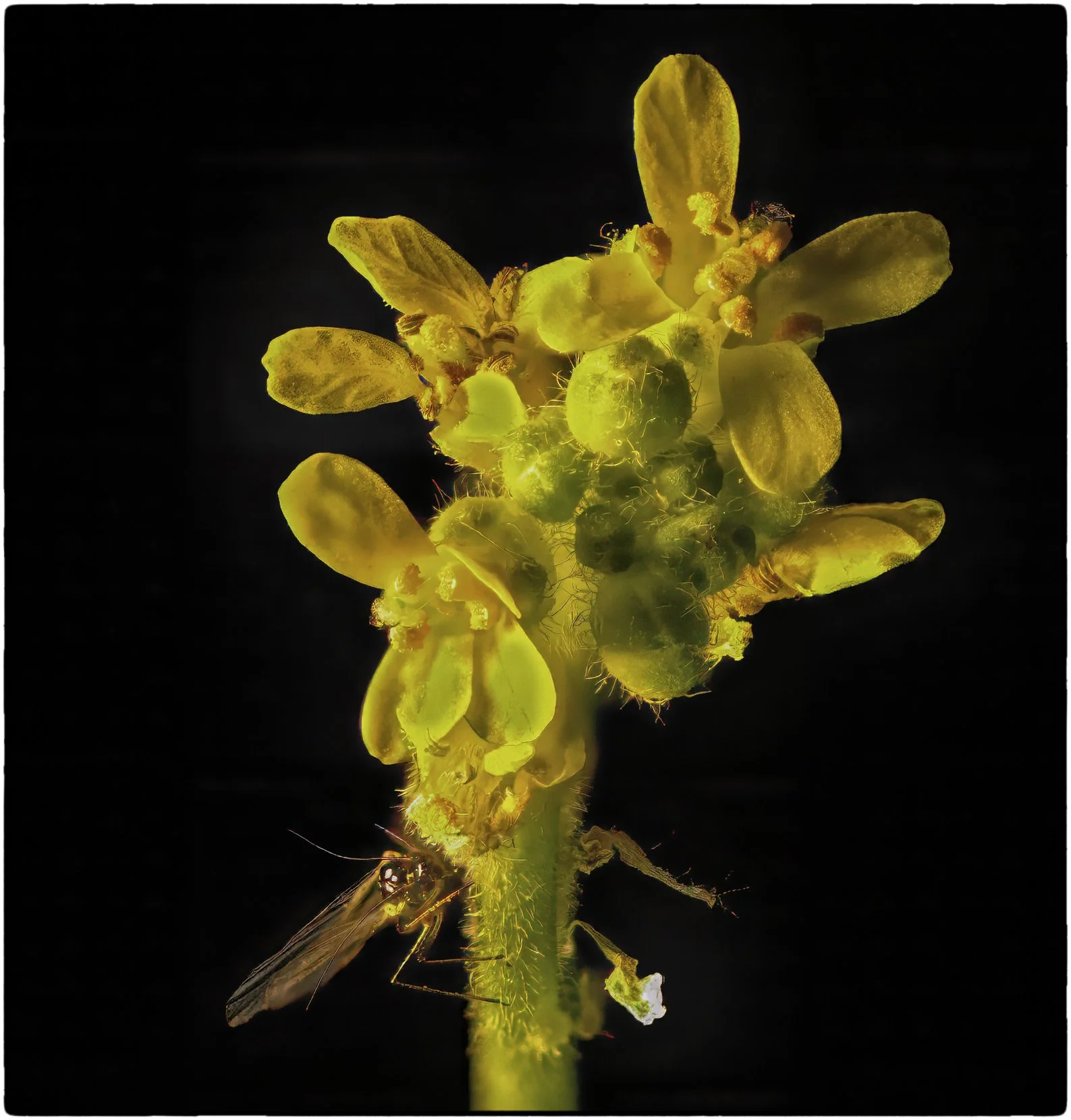 Yellow flower with insect.jpg