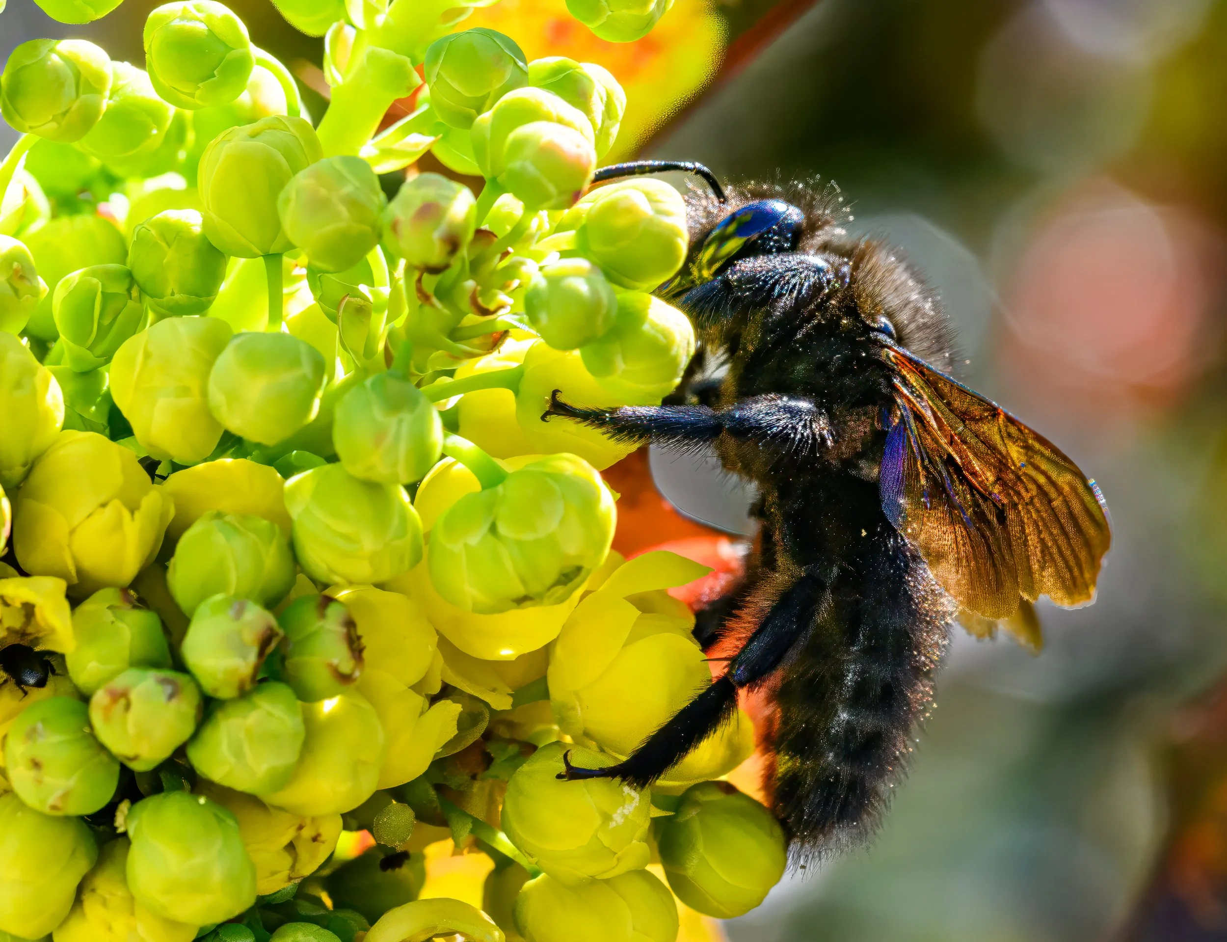 Violet Carpenter bee