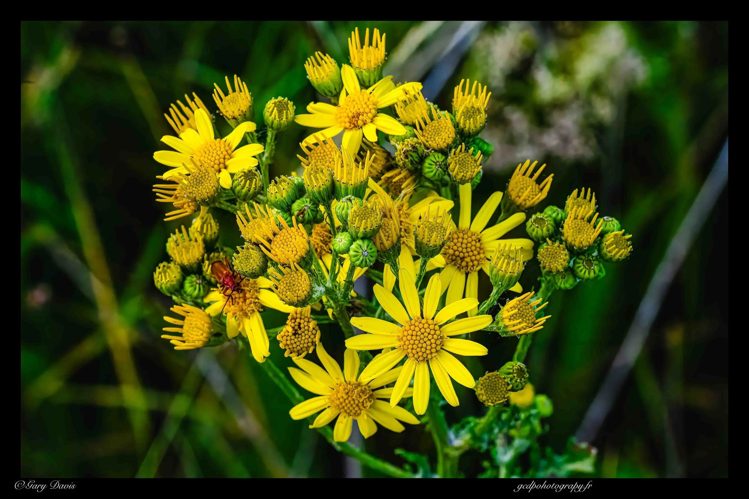 Ragwort wm.jpg