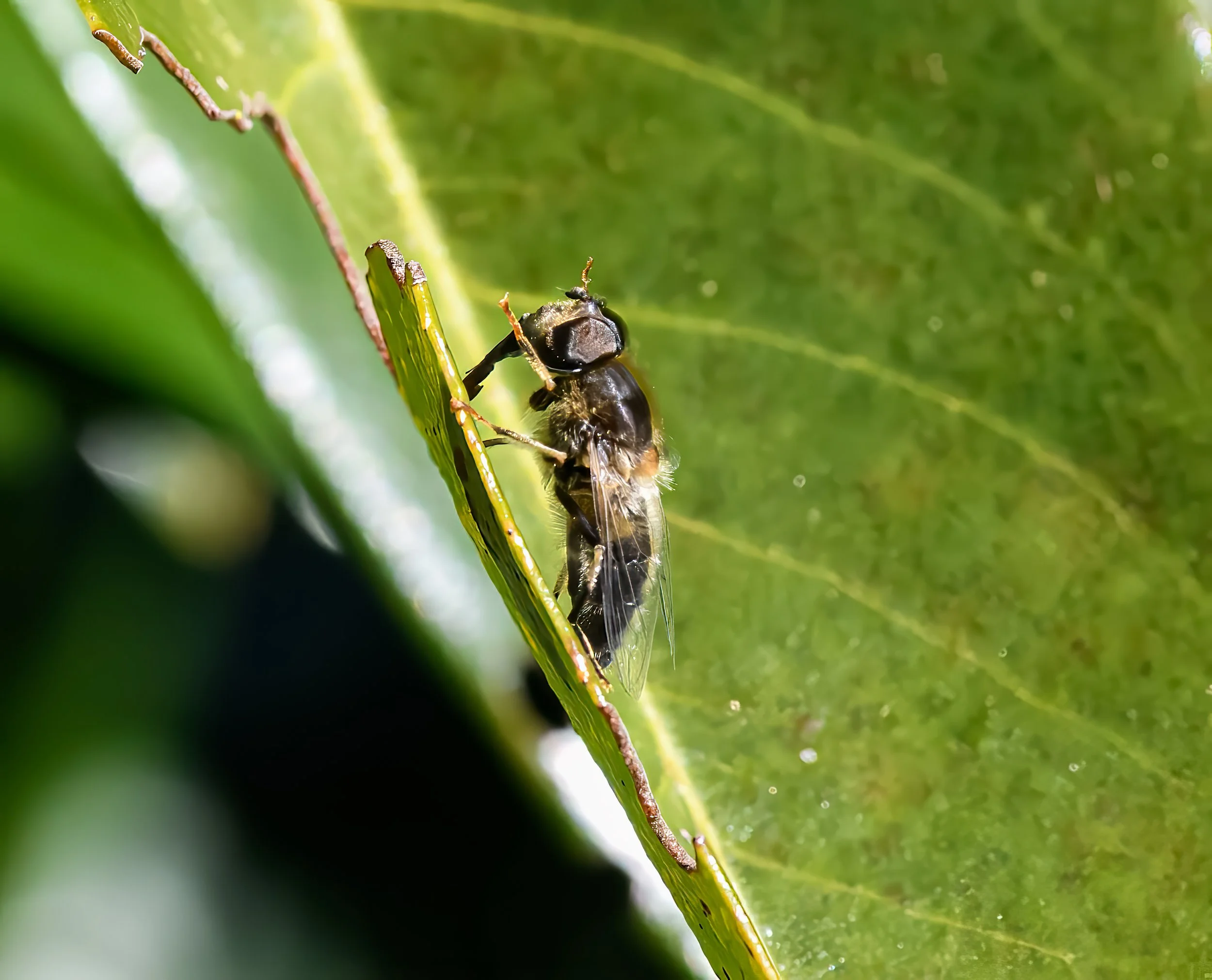 LC Bee 2.jpg