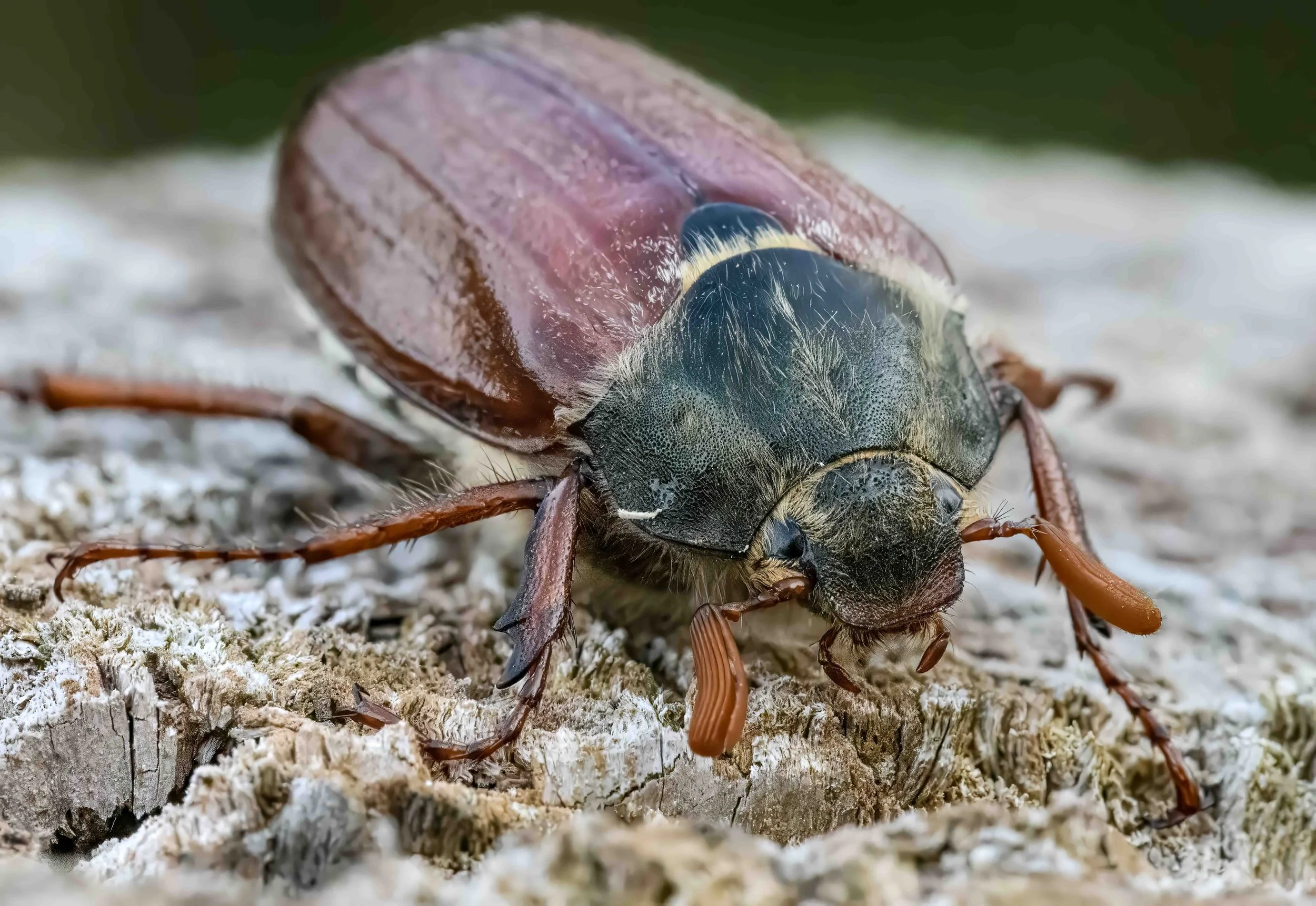 Cockchafer