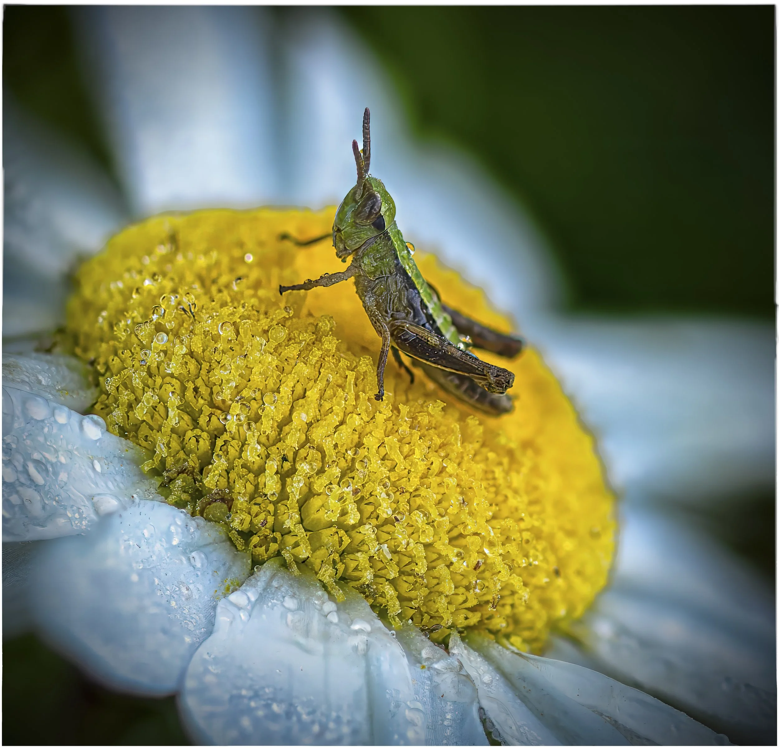 Grasshopper.jpg