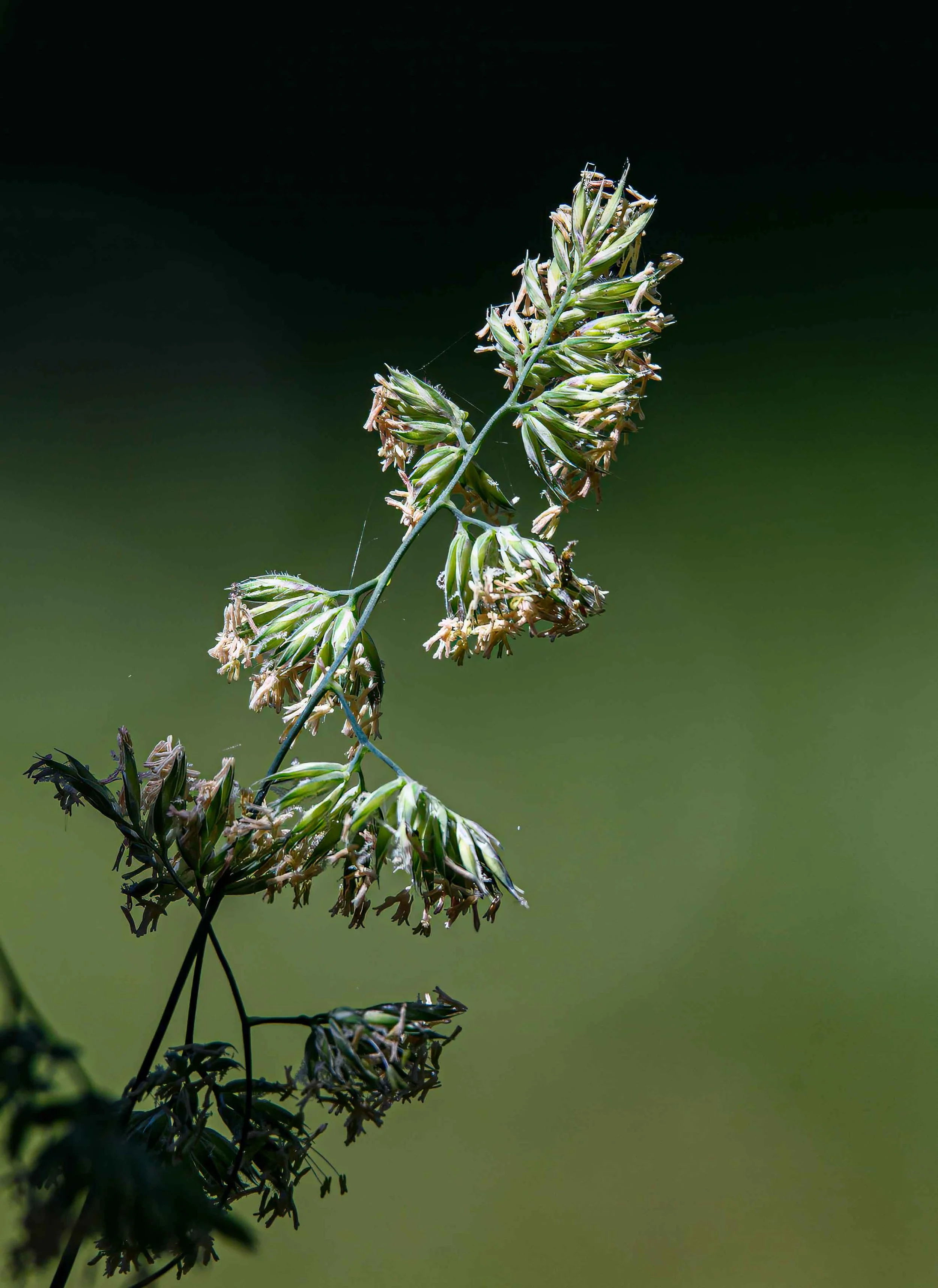 Grass inflorescence.jpg