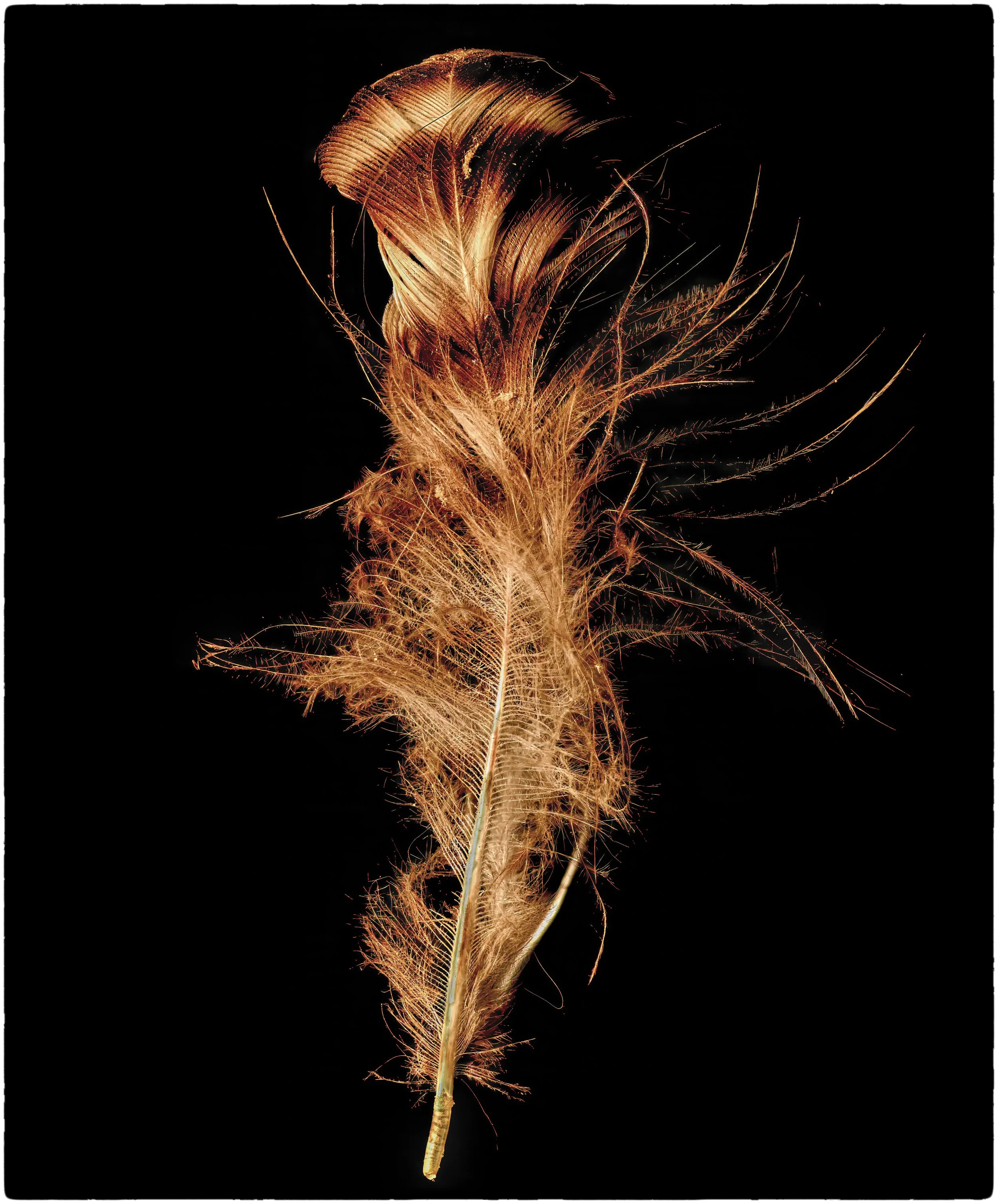 feather.jpg