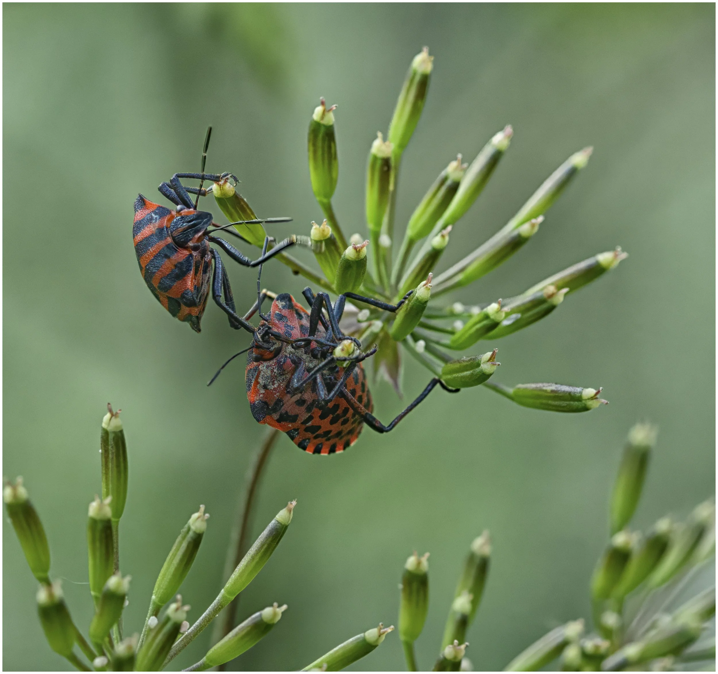 Graphsoma italicum