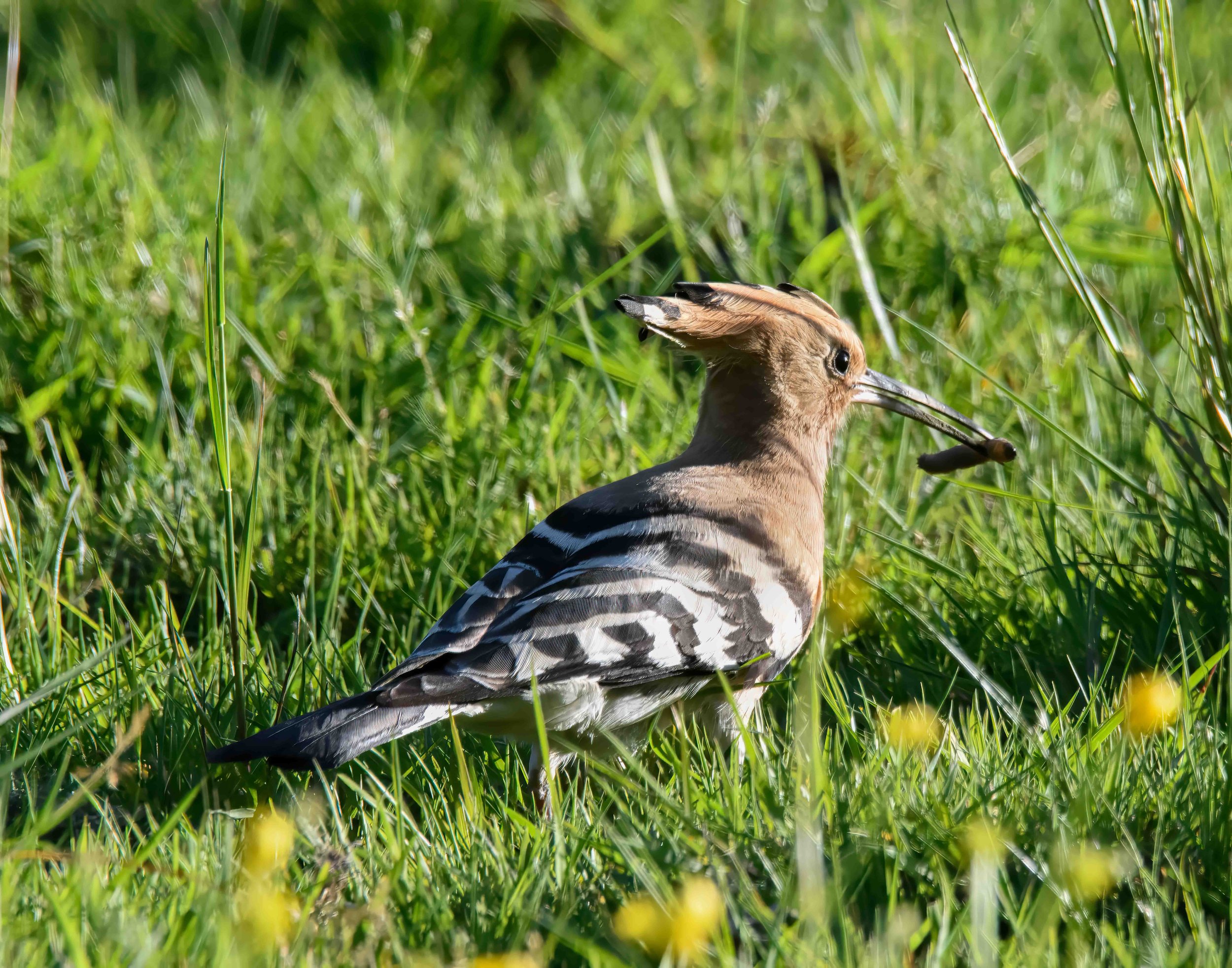 Hoopoe