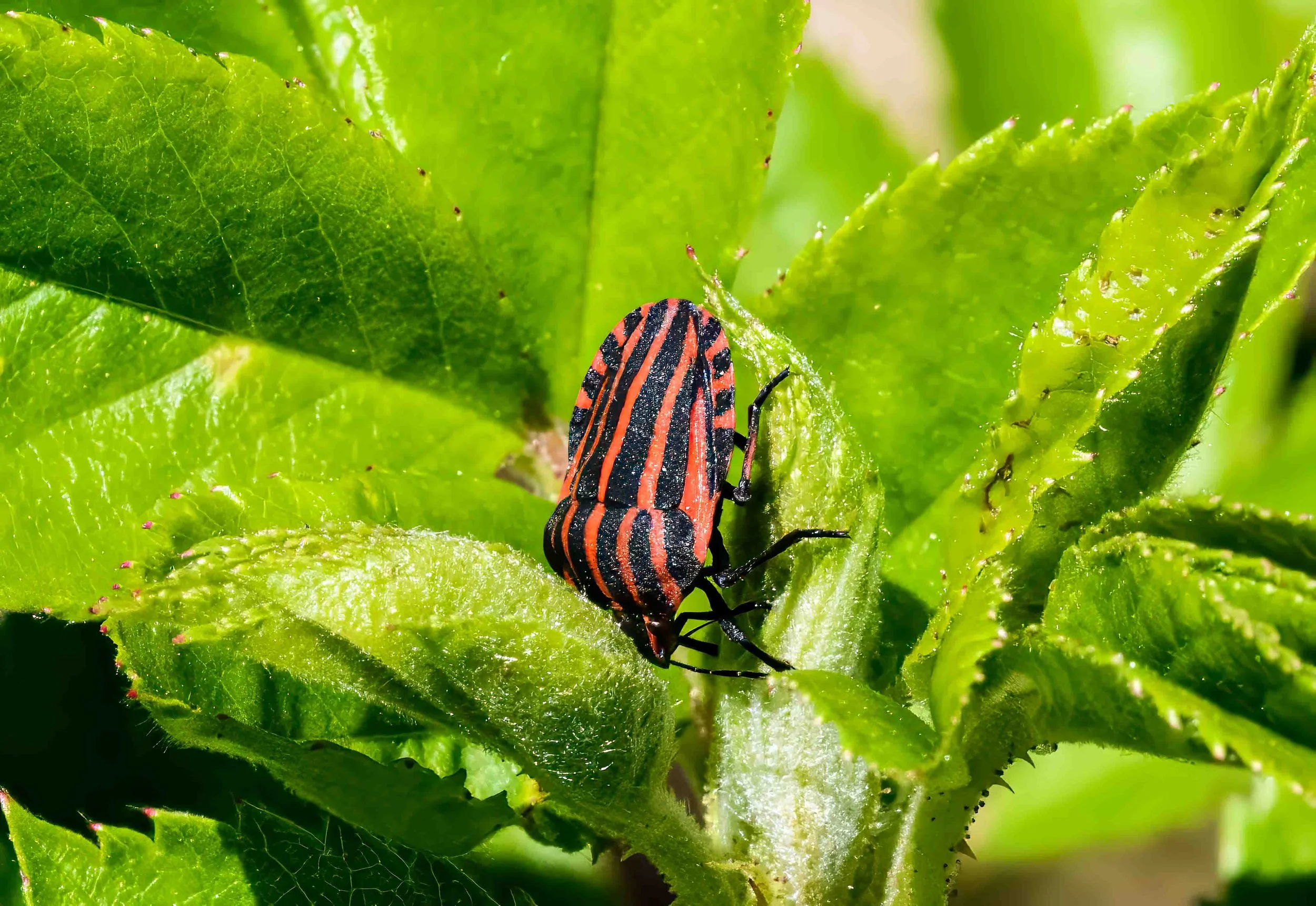 Graphosoma italicaum