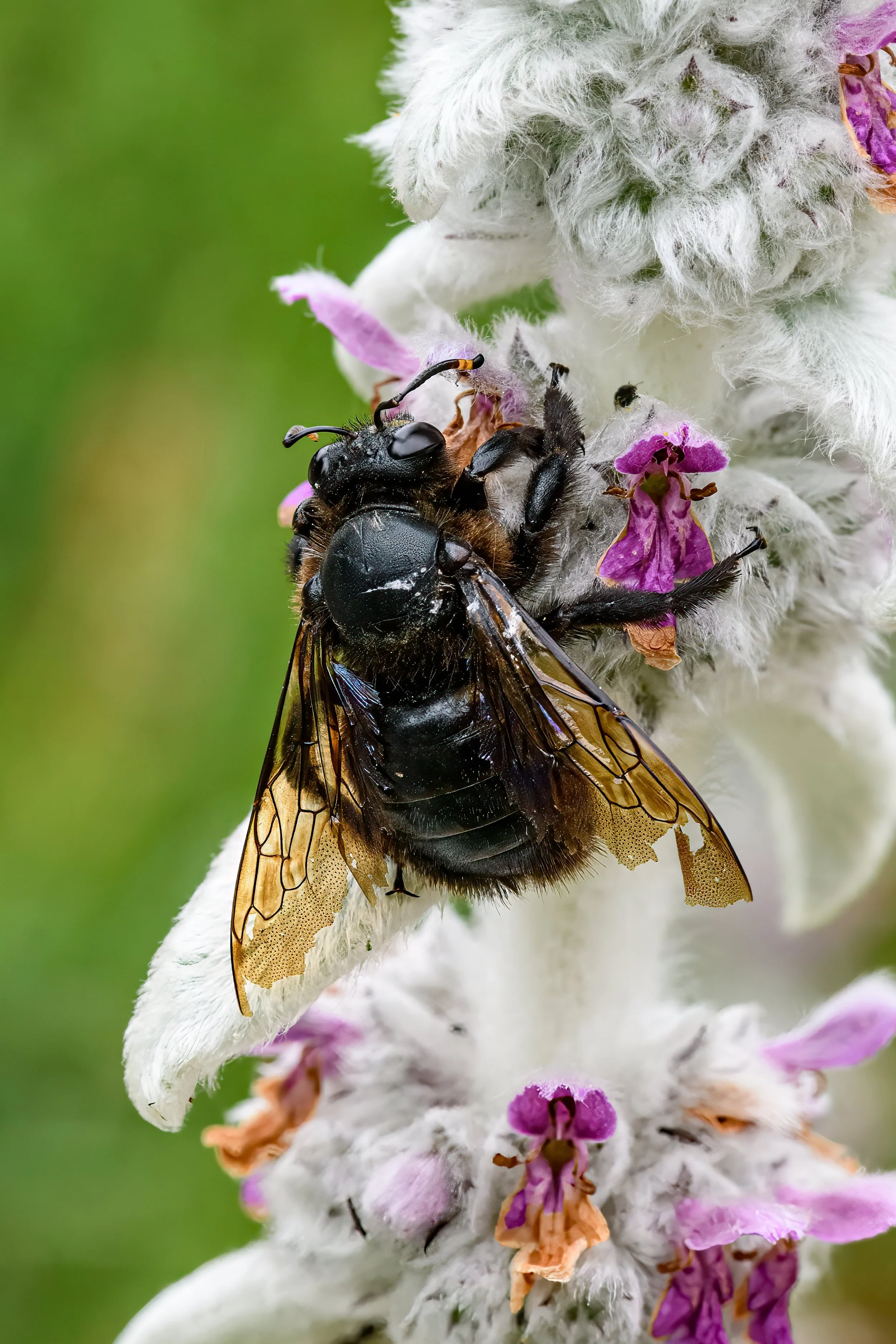 Violet Carpenter bee, showing wing wear