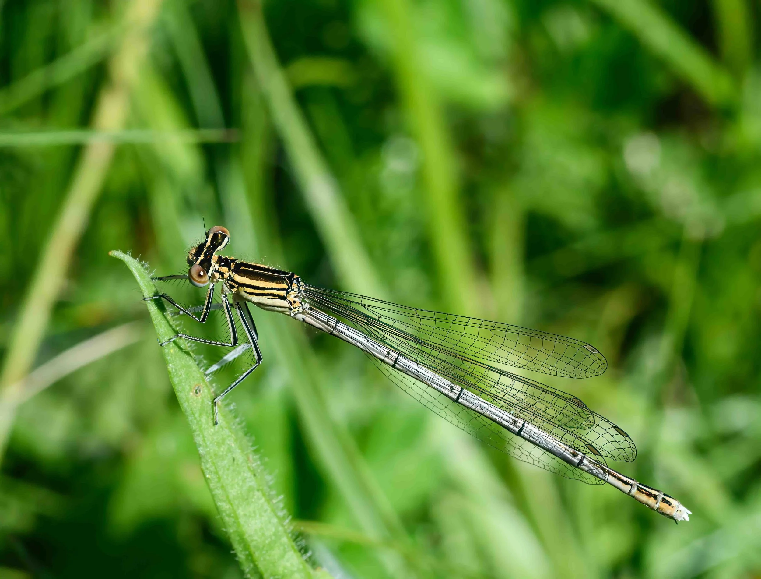 Platycnemis latipes
