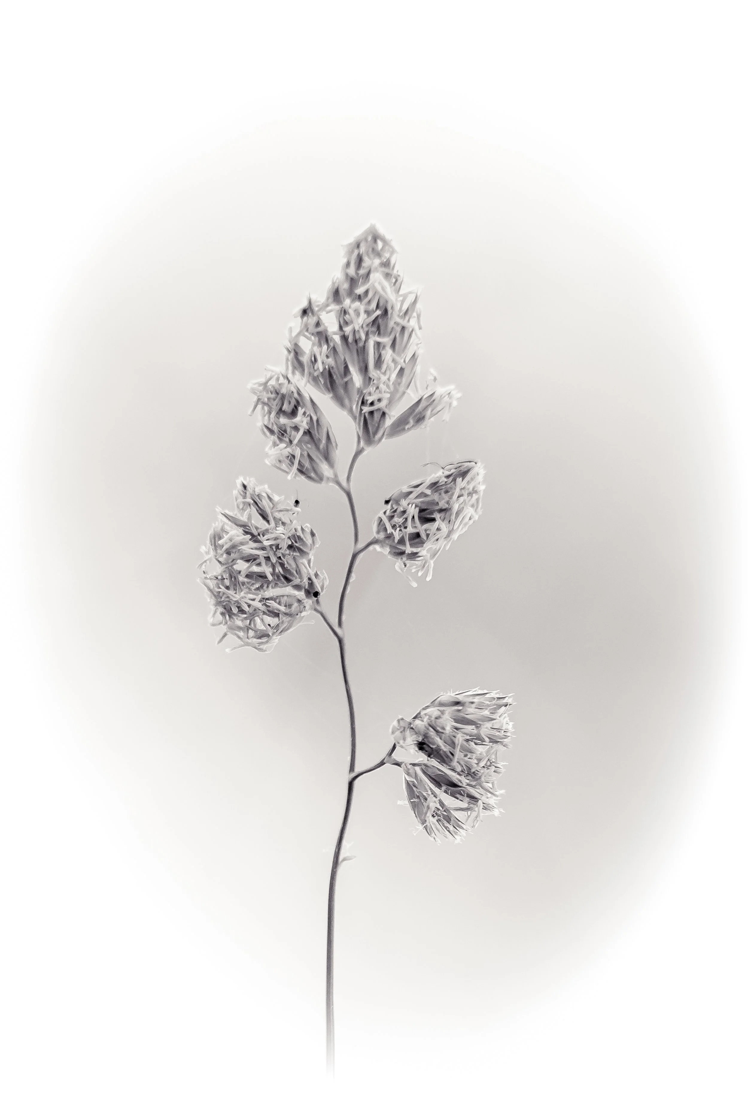 Panicle2.jpg