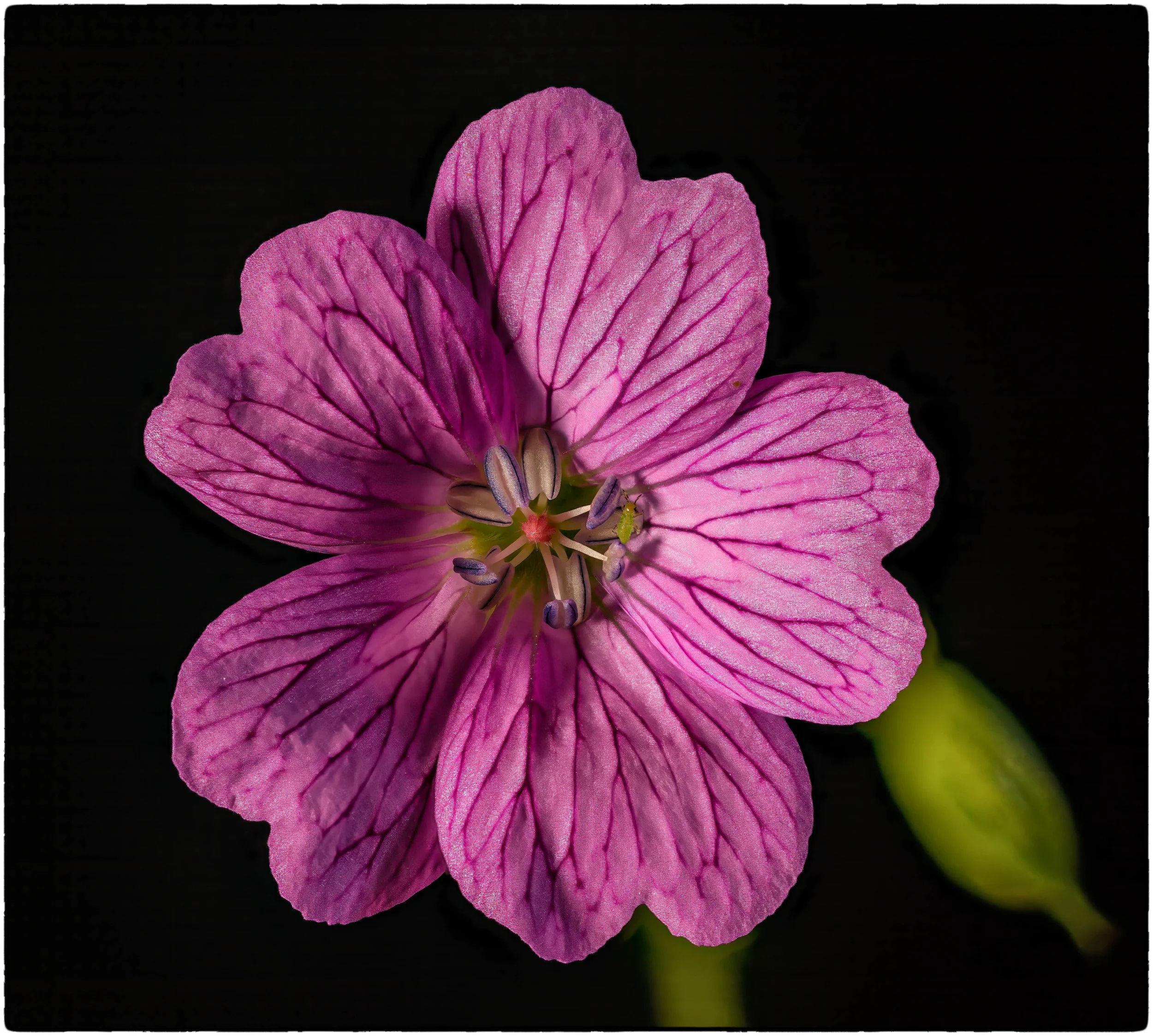 geranium 1.jpg