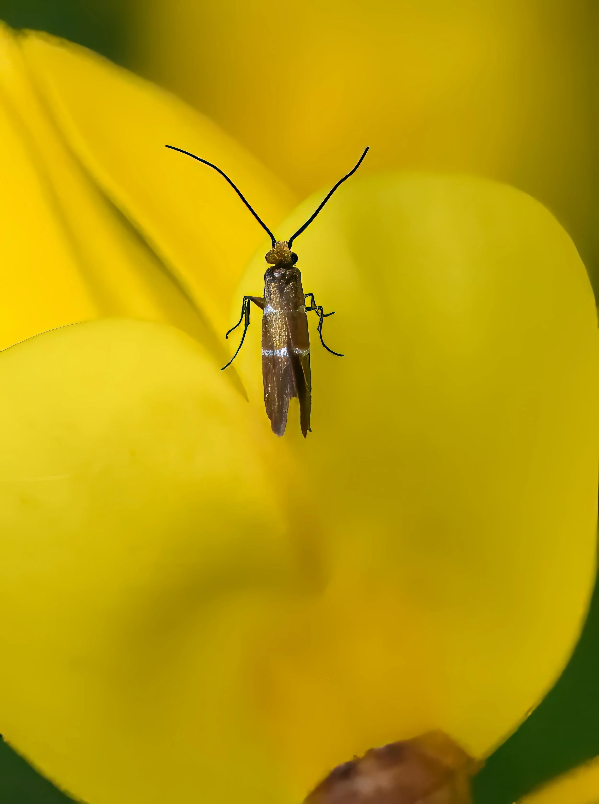 Micropterix aruncella
