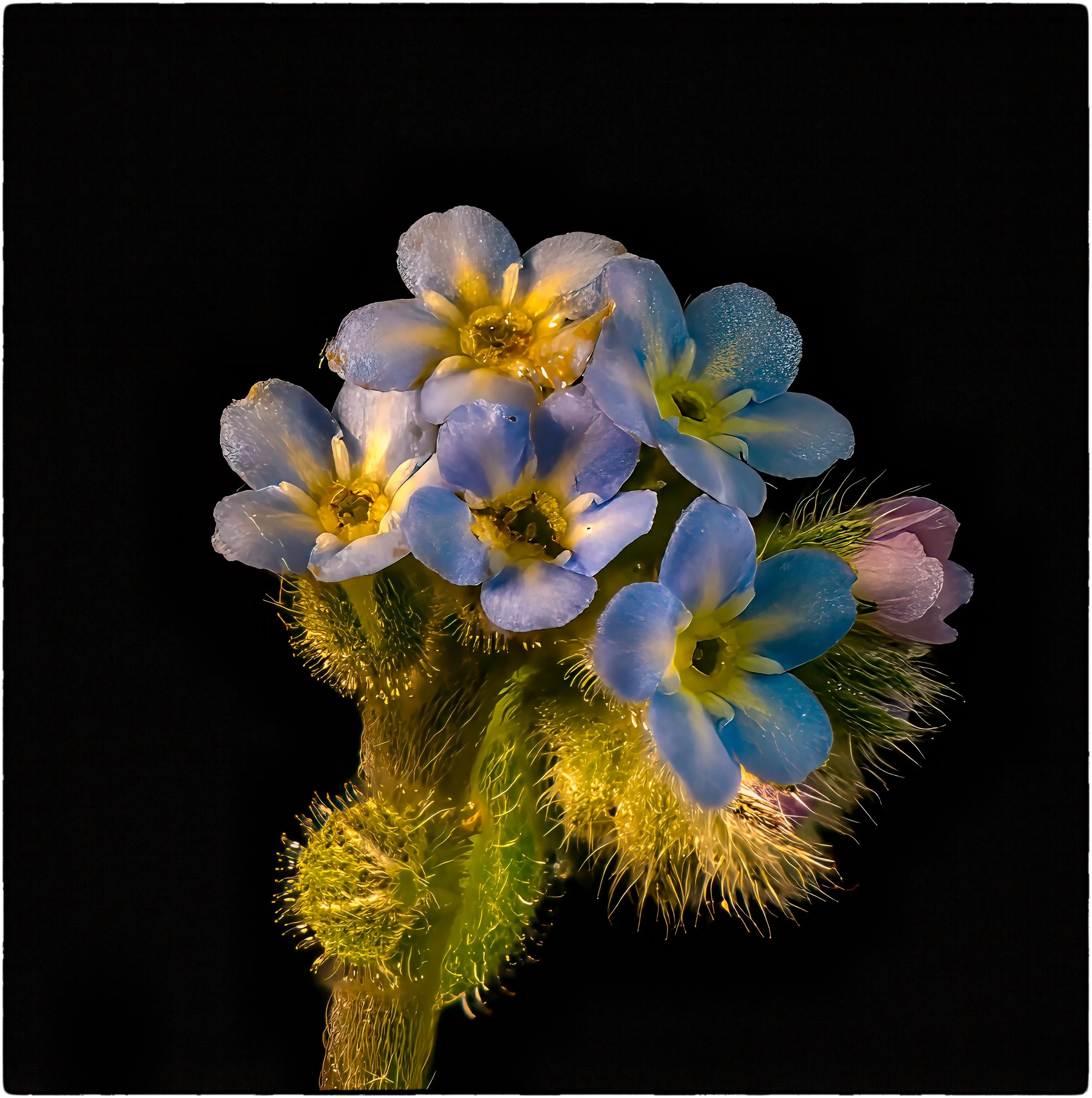 blue flower.jpg