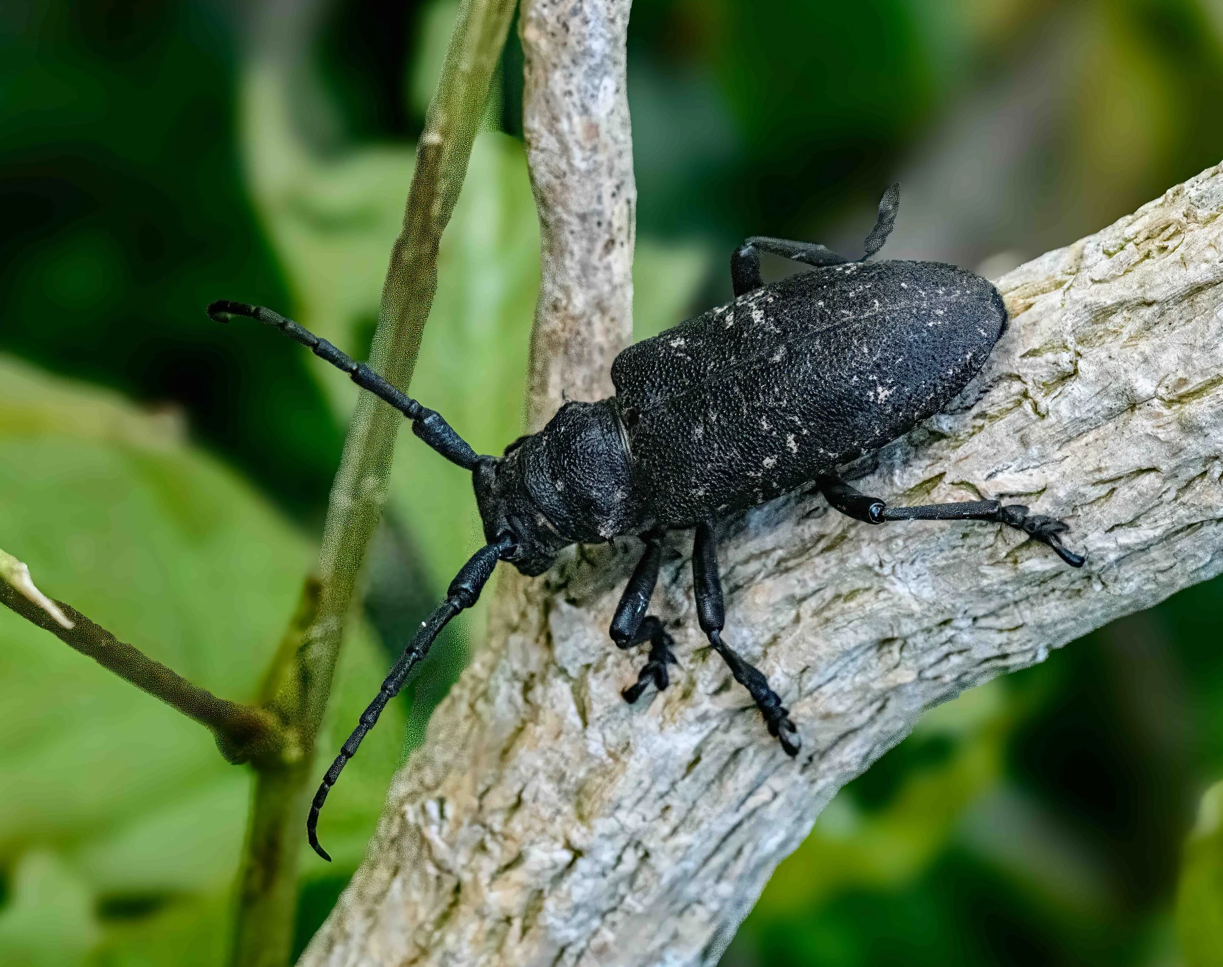 beetle.jpg