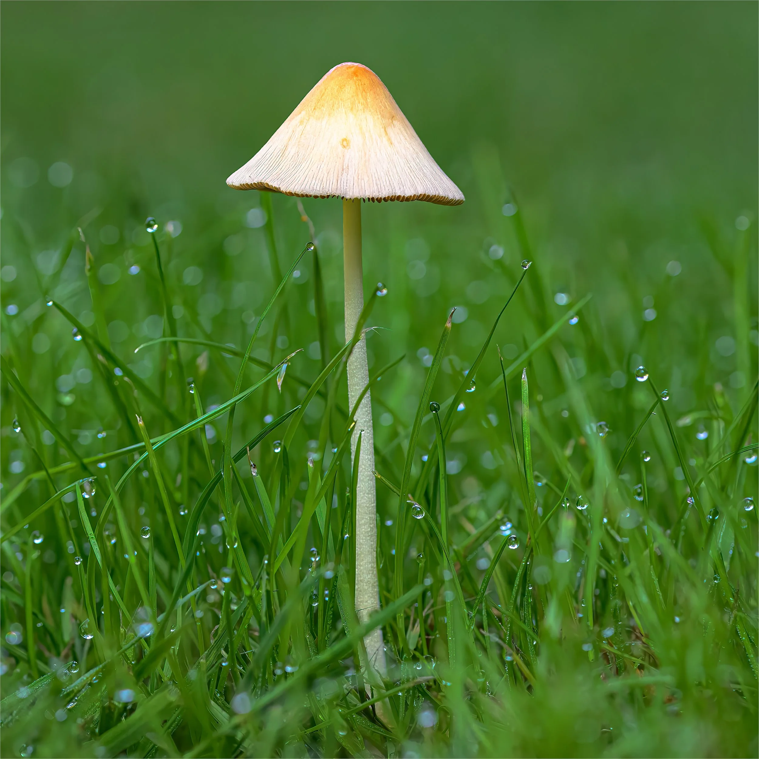 mushroom_.jpg
