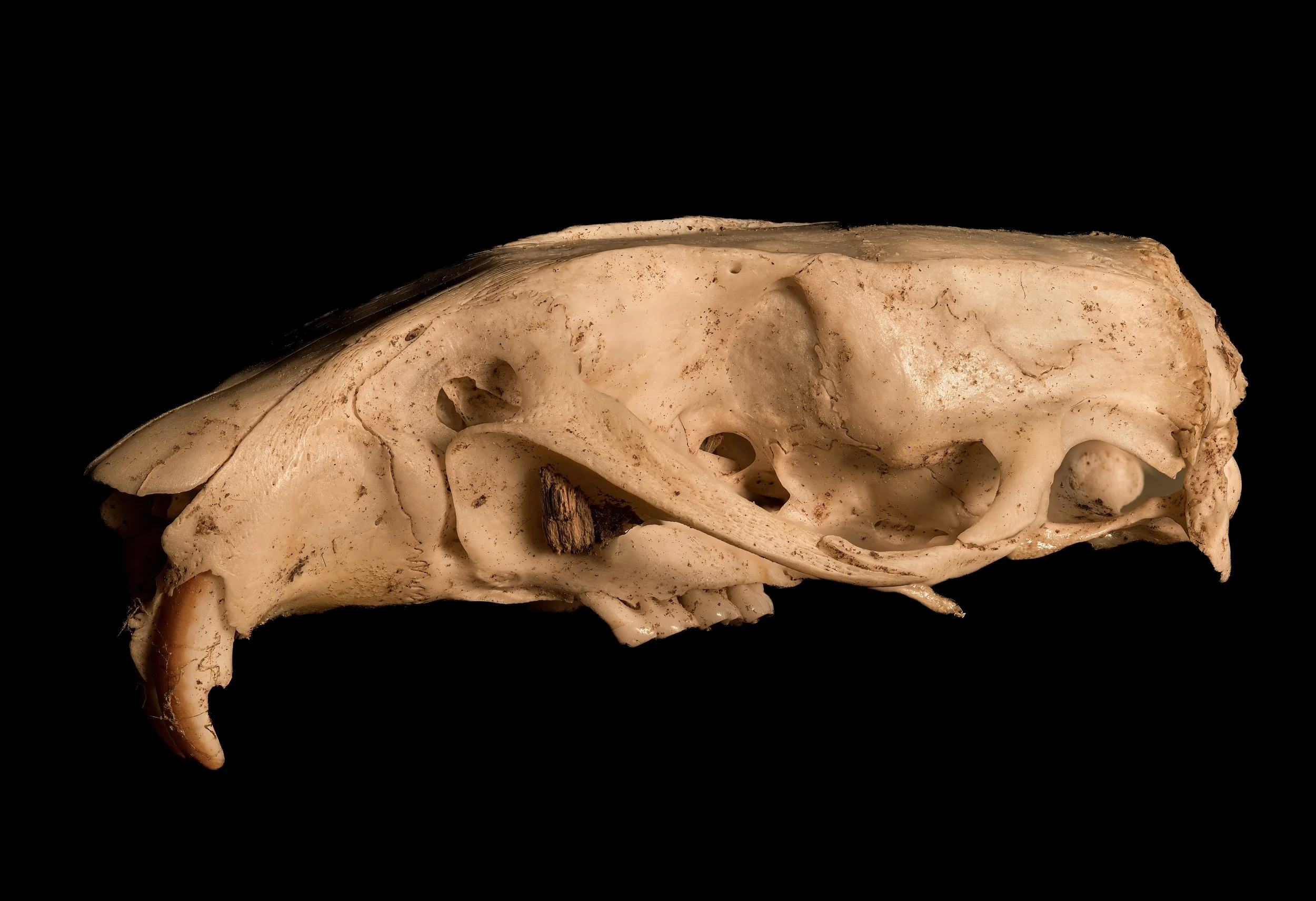 skull.jpg