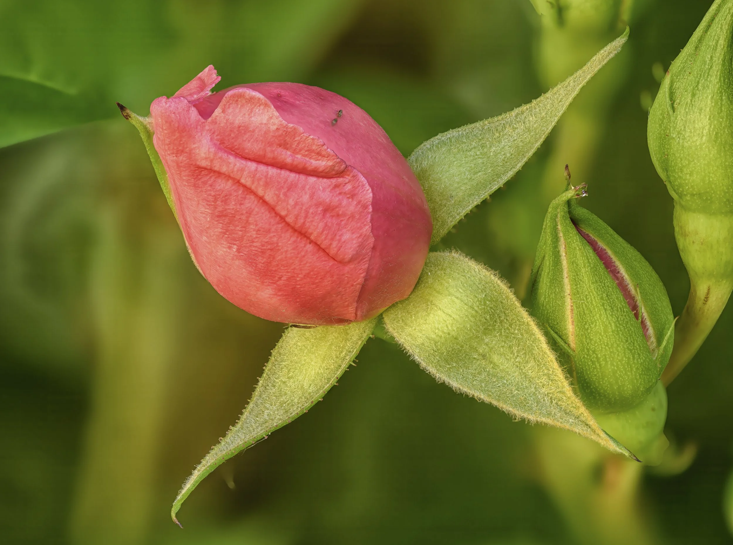 rose bud.jpg