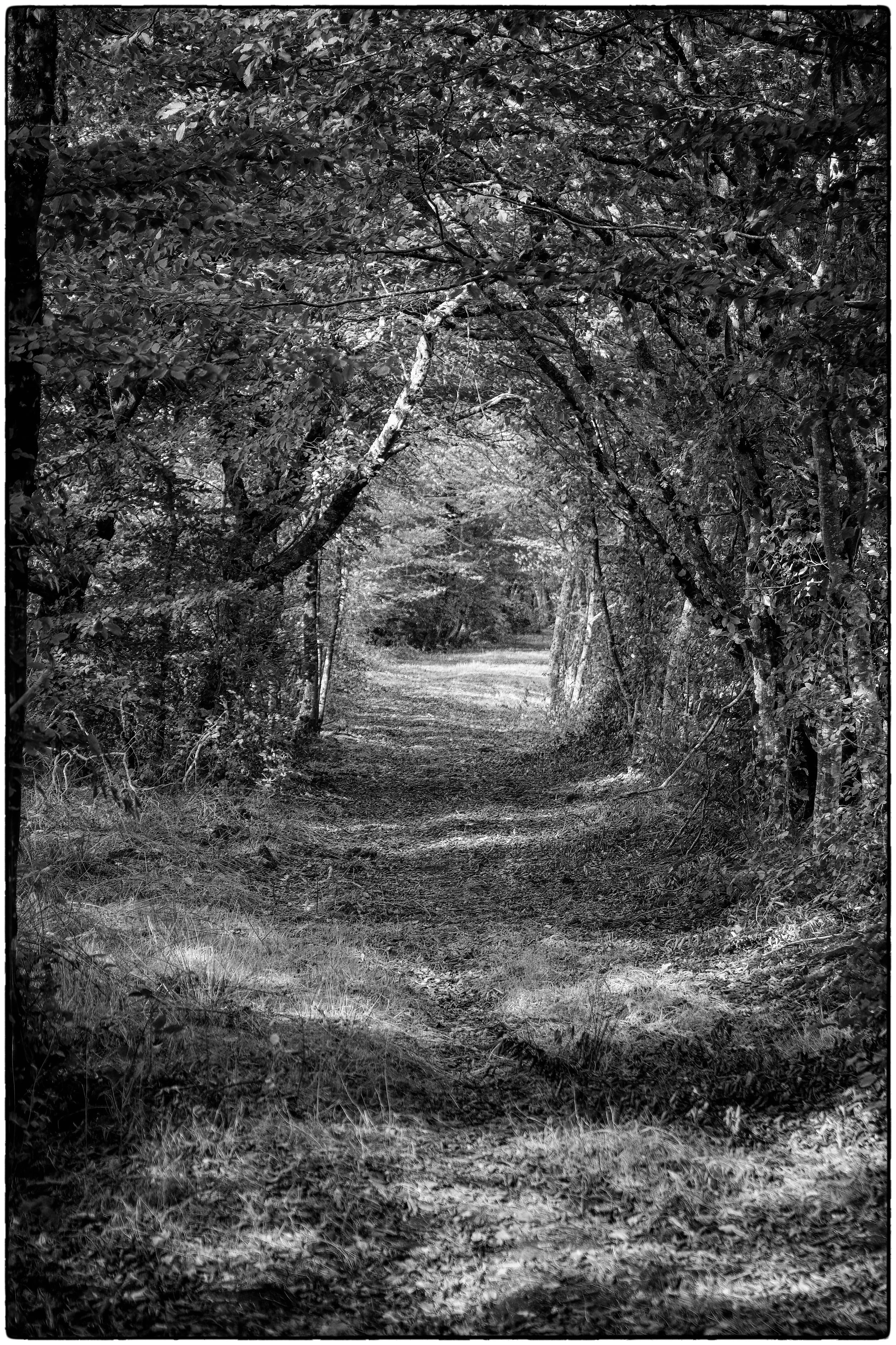 The path
