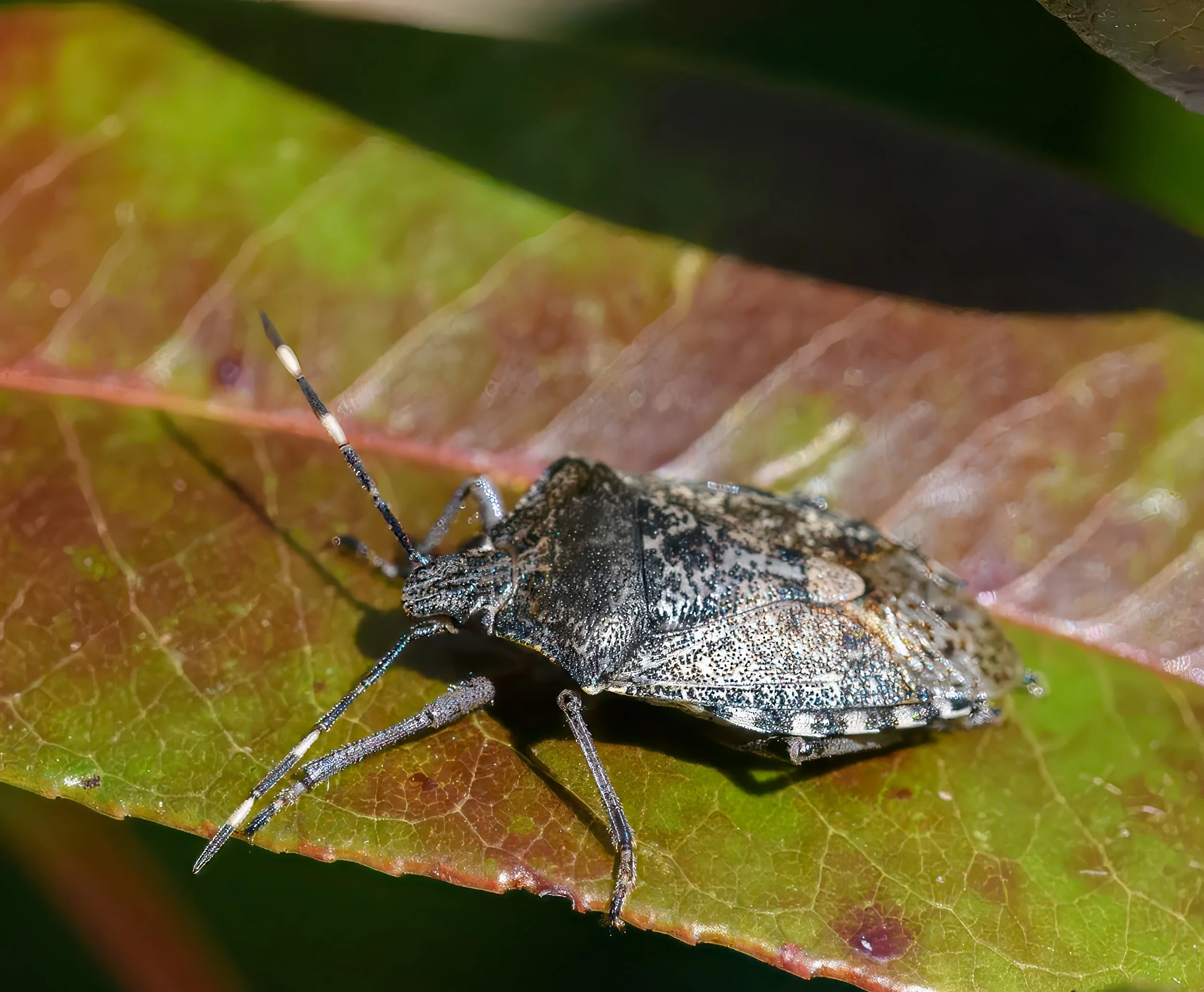 Shield bug