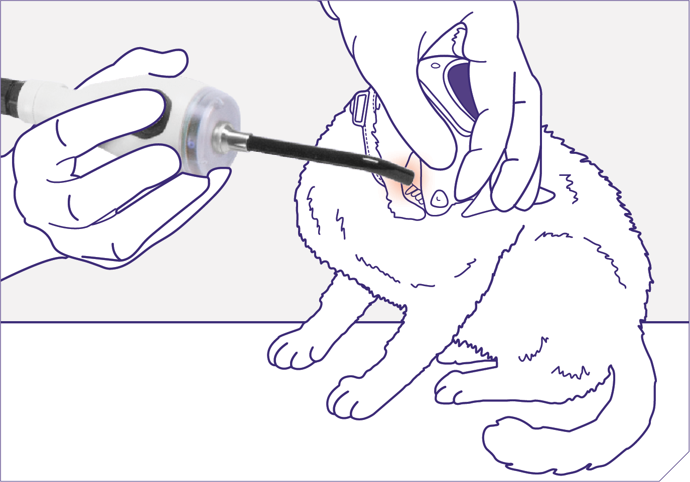 Illustration af laserakupunktur på kat med akupunktur-probe til ASA M-VET fra ASAlaser. Præcis laserbehandling af dyr med udskiftelige linser og probes til målrettet terapi.