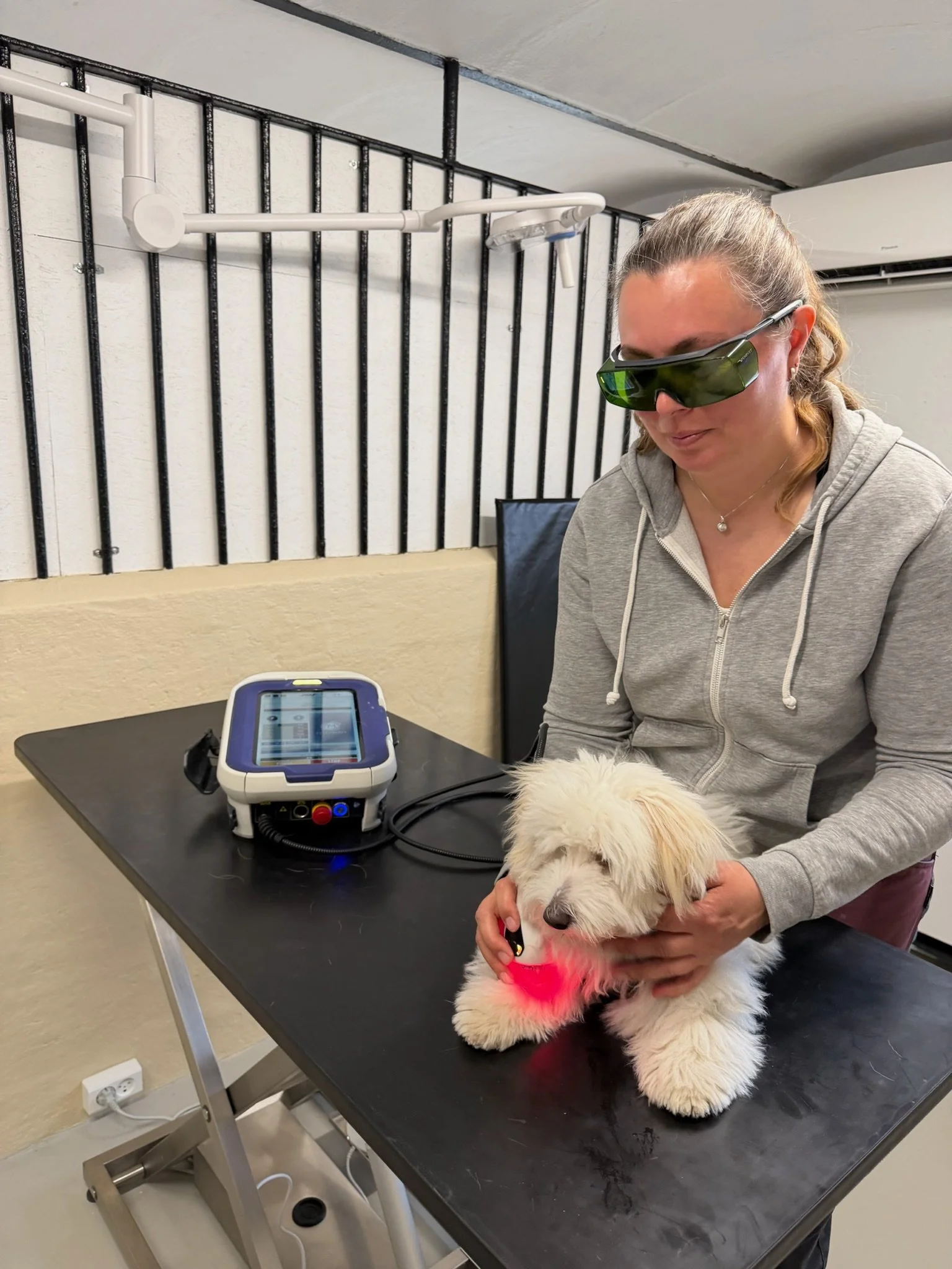 Laserbriller til ASAlaser M-VET behandling af hund. Professionelle beskyttelsesbriller til sikker laserterapi af kæledyr og dyr.