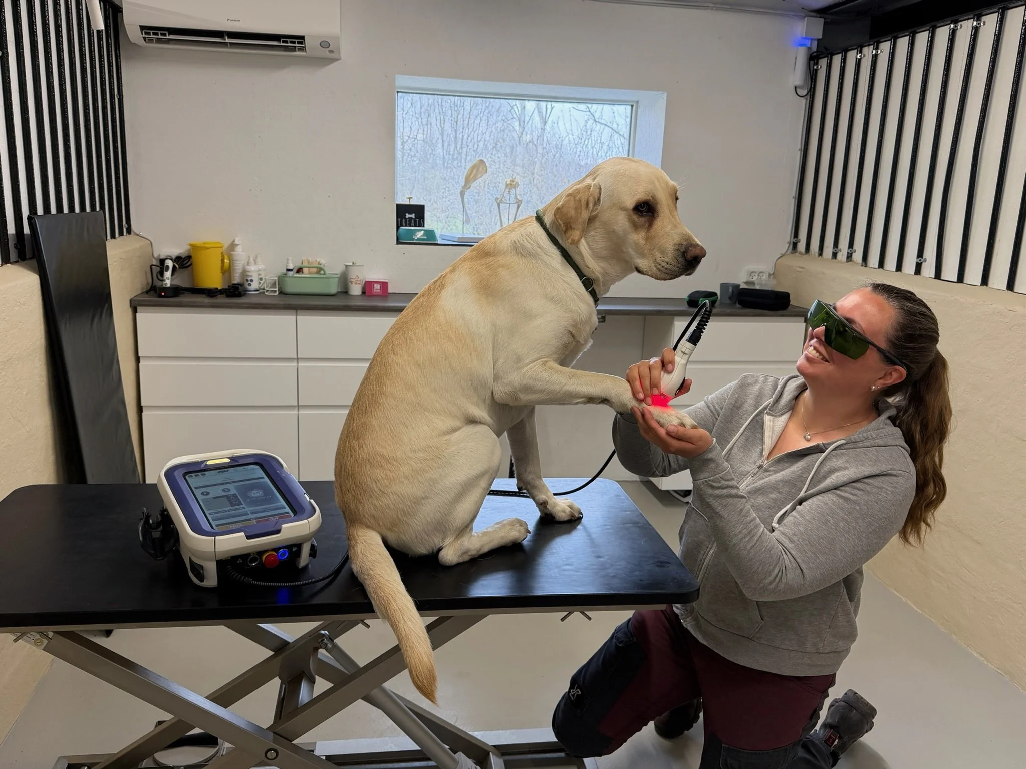 Stor hund får poten laserbehandlet med laserterapi af M-VET fra ASAlaser