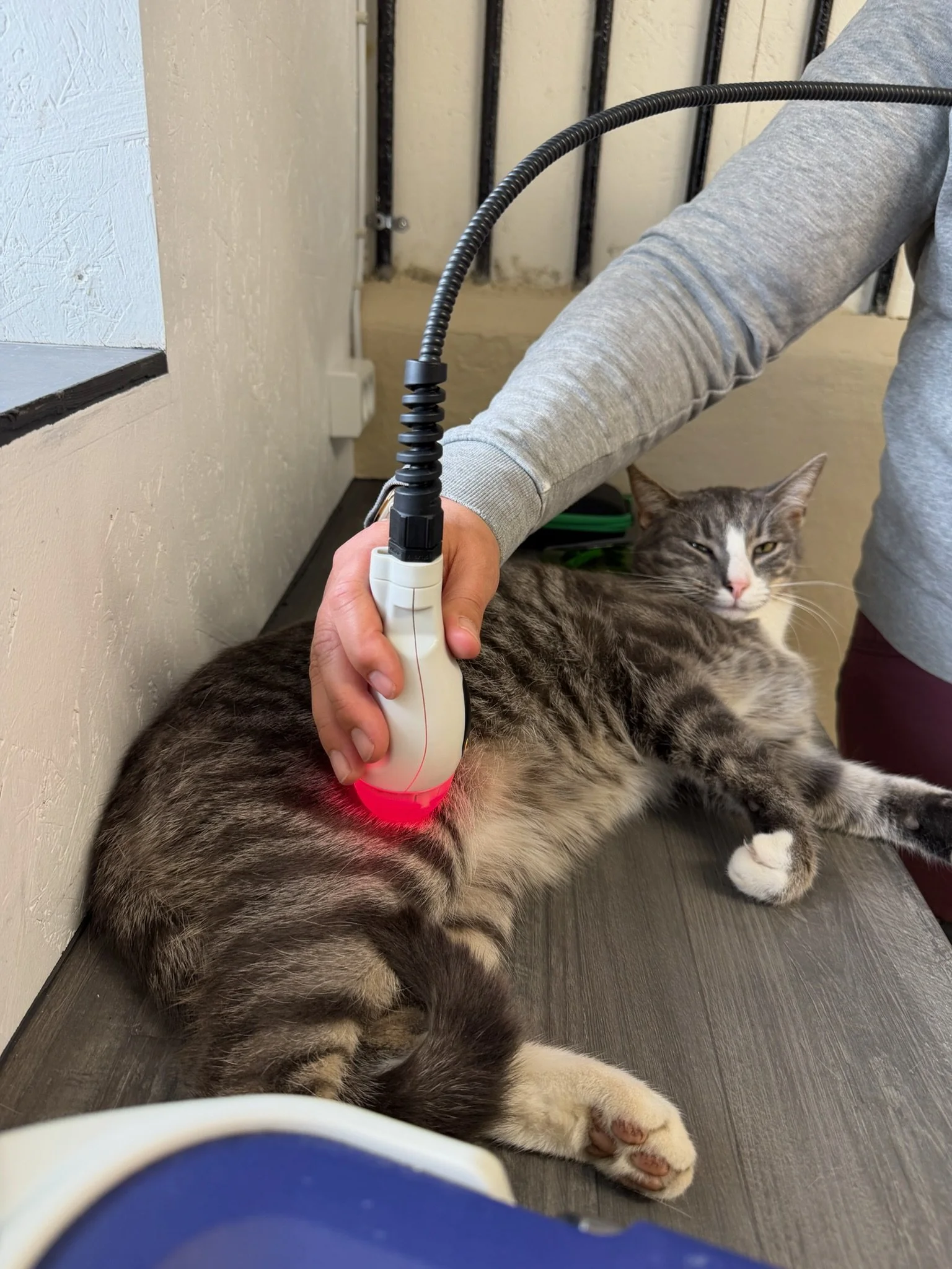 Skånsom laserterapi til dyr med ASAlaser MLS-laser. Billedet viser veterinær laserbehandling af kat, hvor målrettet laserlys anvendes som en professionel behandlingsform til smerter, restitution og rehabilitering.